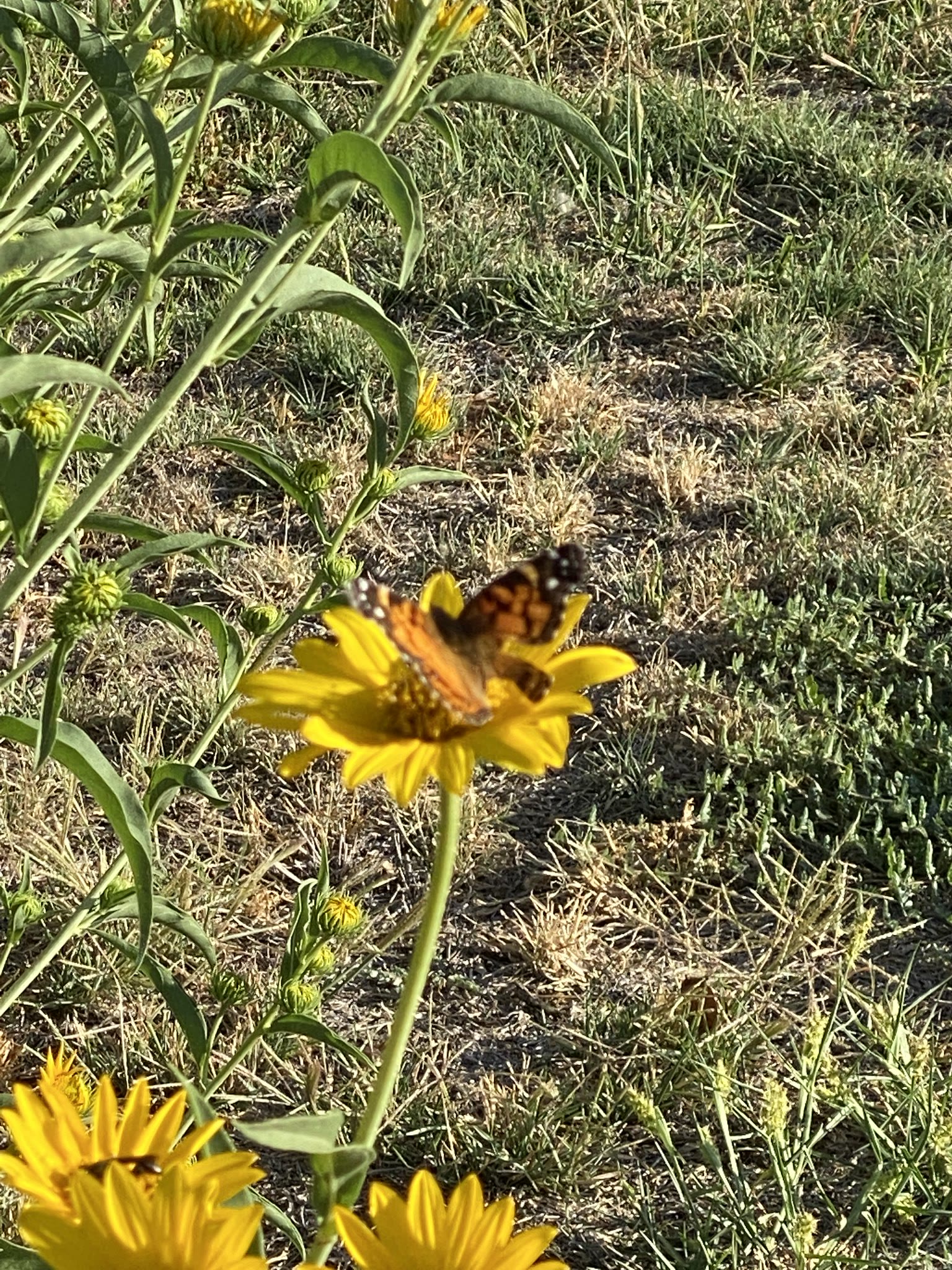 Update #17: The flowers all look amazing!! One of the sunflowers opened up, and it looks like there are several smaller buds…
