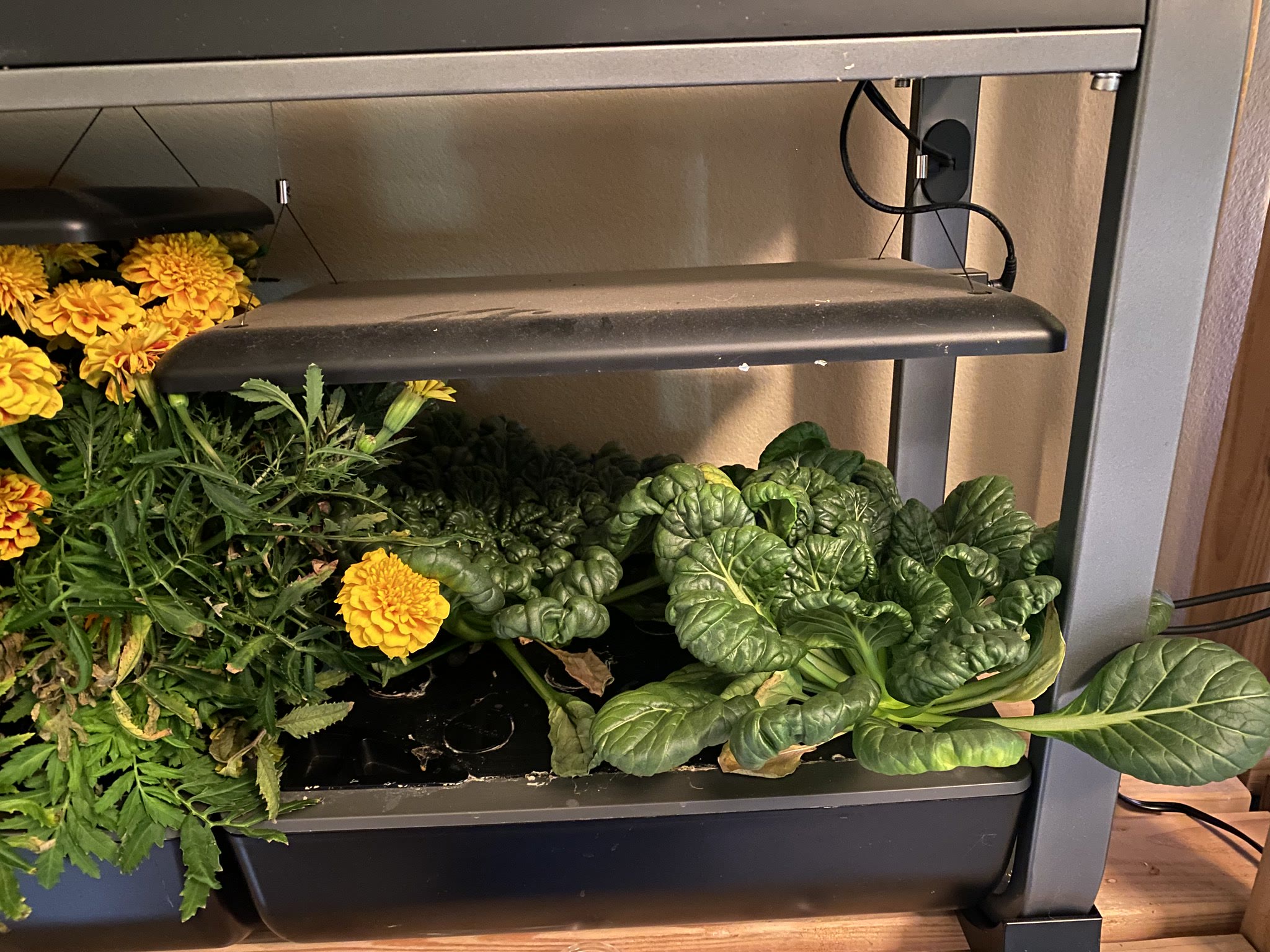 Update #9: These are still super pretty!! The bottoms of the plants are kind of dried out, might try to trim those up a bit…