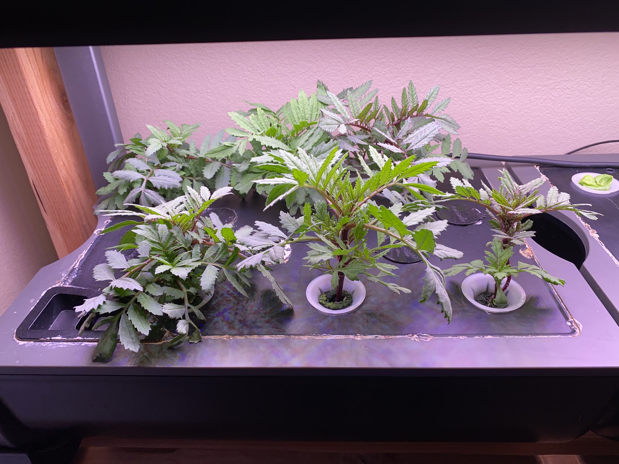Update #3: Both sides are doing great here!! Raised the lights on both sides