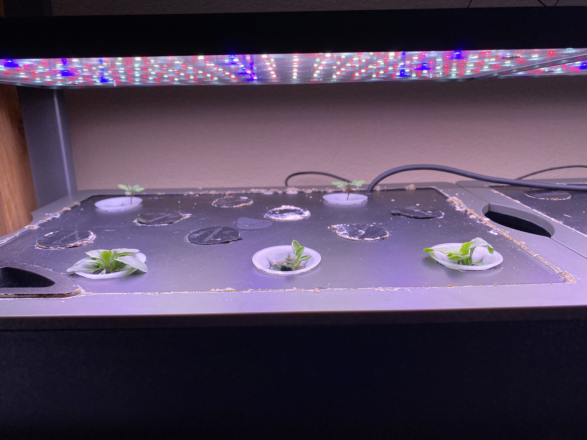 Update #14: The flowers are all doing well!!