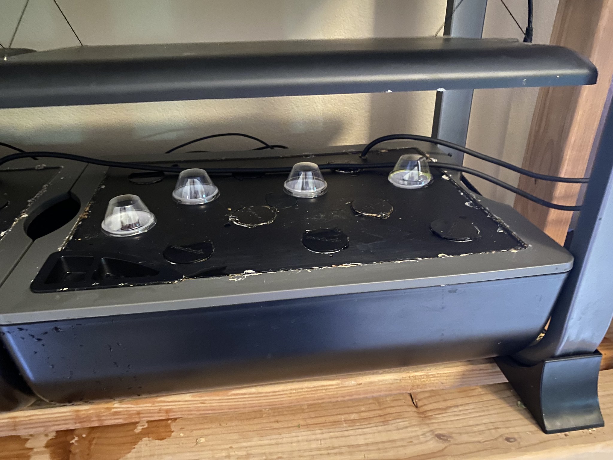 Update #12: A few of the violas are up!! Ended (and devoured!) the greens and planted marigolds Decided that the Komodo drag…