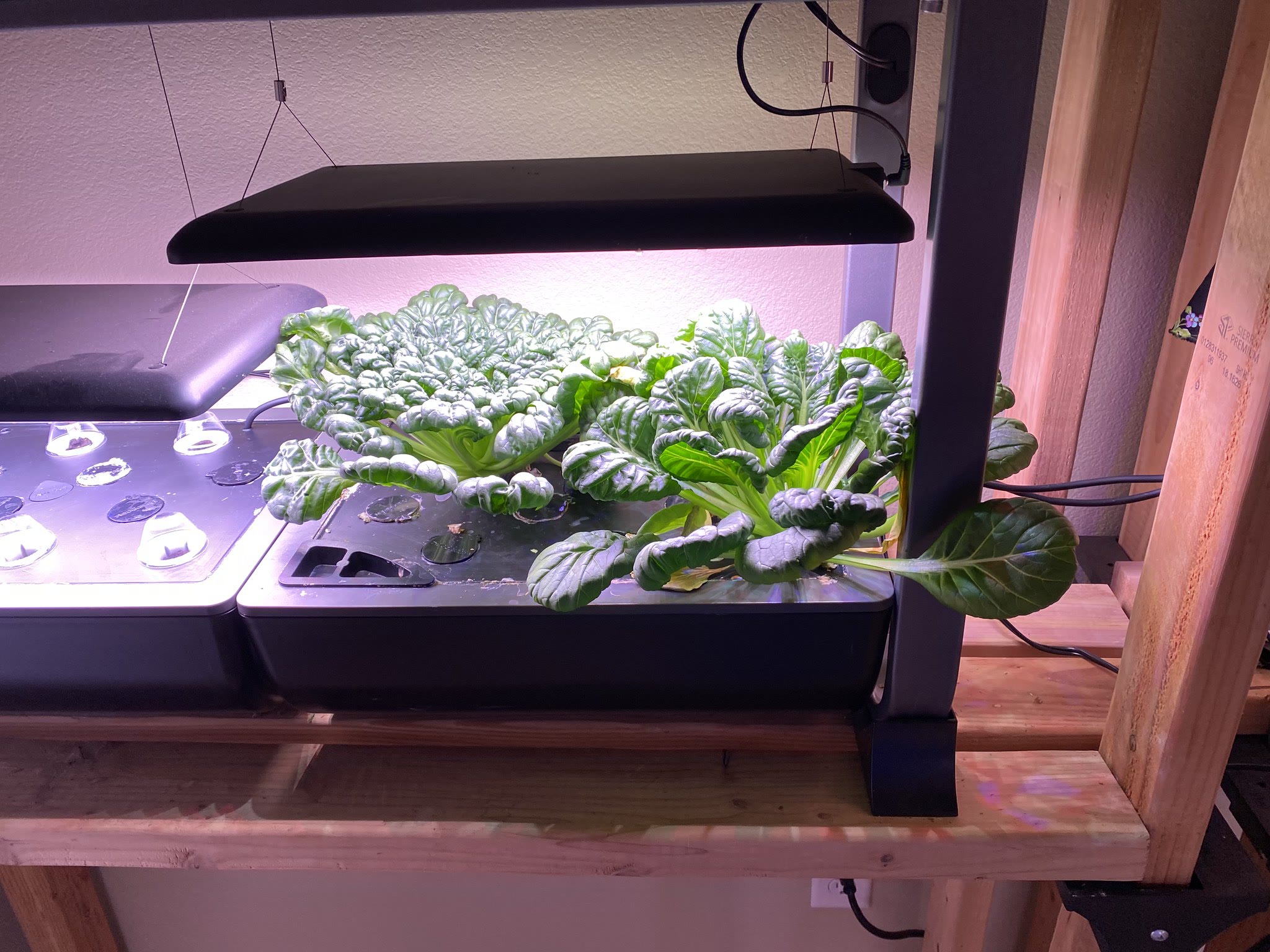 Update #10: Took the marigolds out - they had really outgrown the machine. Planted violas in their place!! Soon I'll be harv…