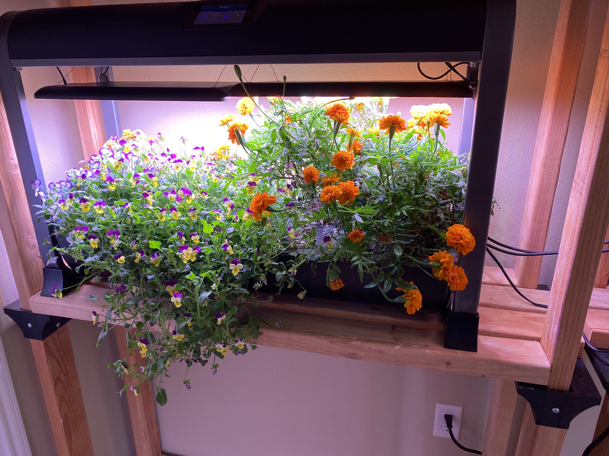 Succession Flower and Greens Garden with Marigolds, Violas, and Bambino Sunflowers