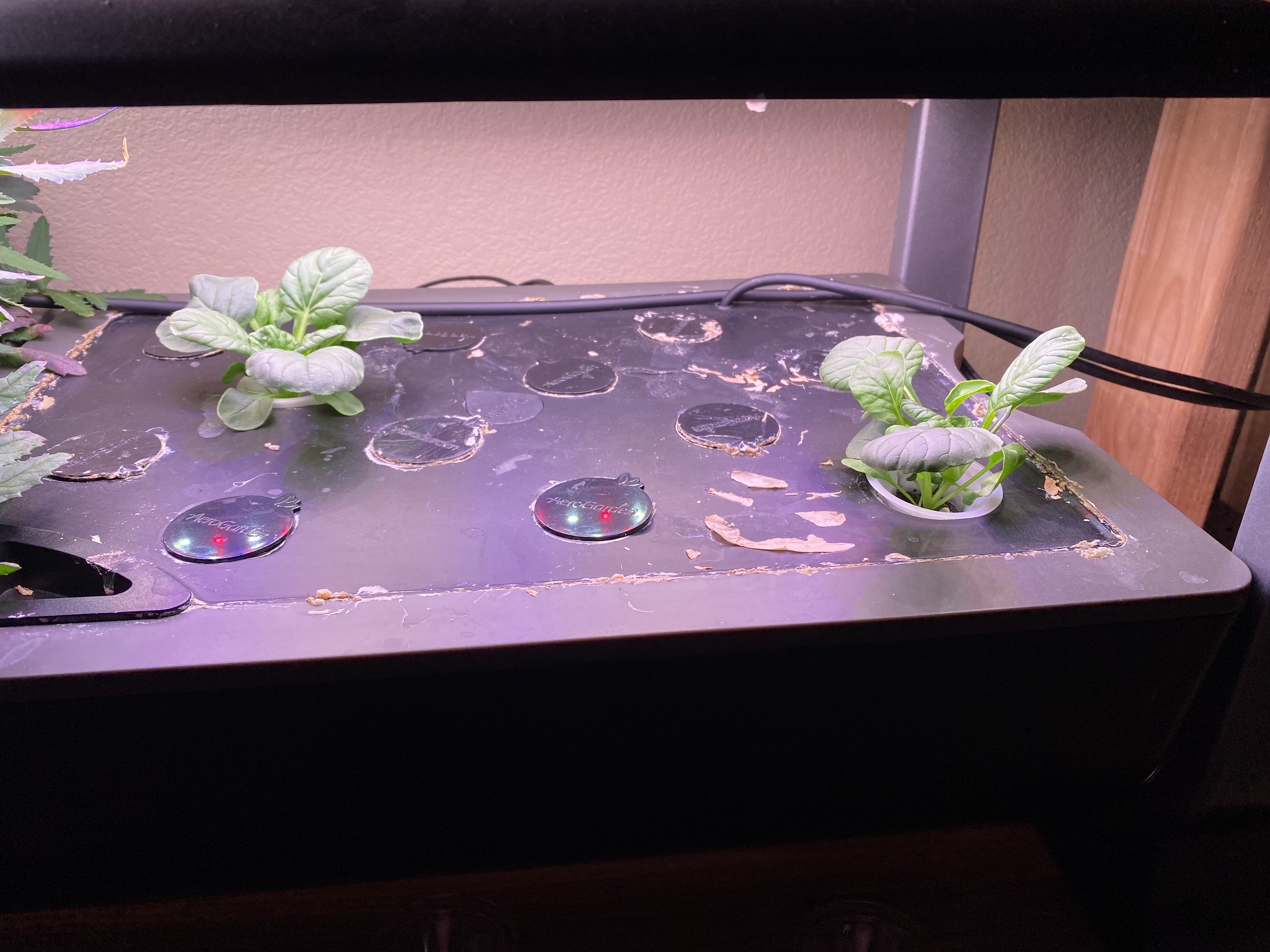 Update #7: Got lots of open flowers now! And the tatsoi's looking good too