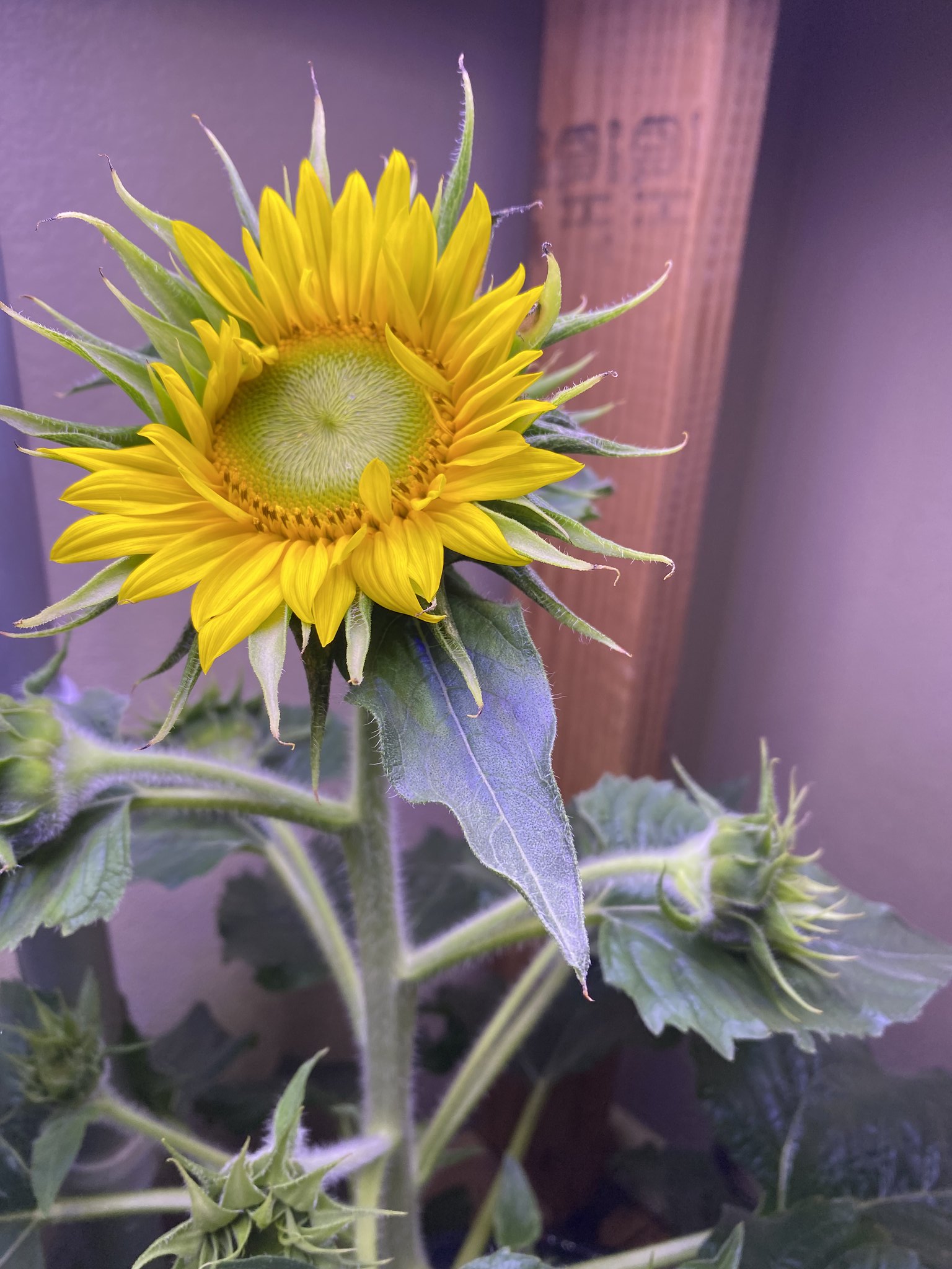 Update #17: The flowers all look amazing!! One of the sunflowers opened up, and it looks like there are several smaller buds…