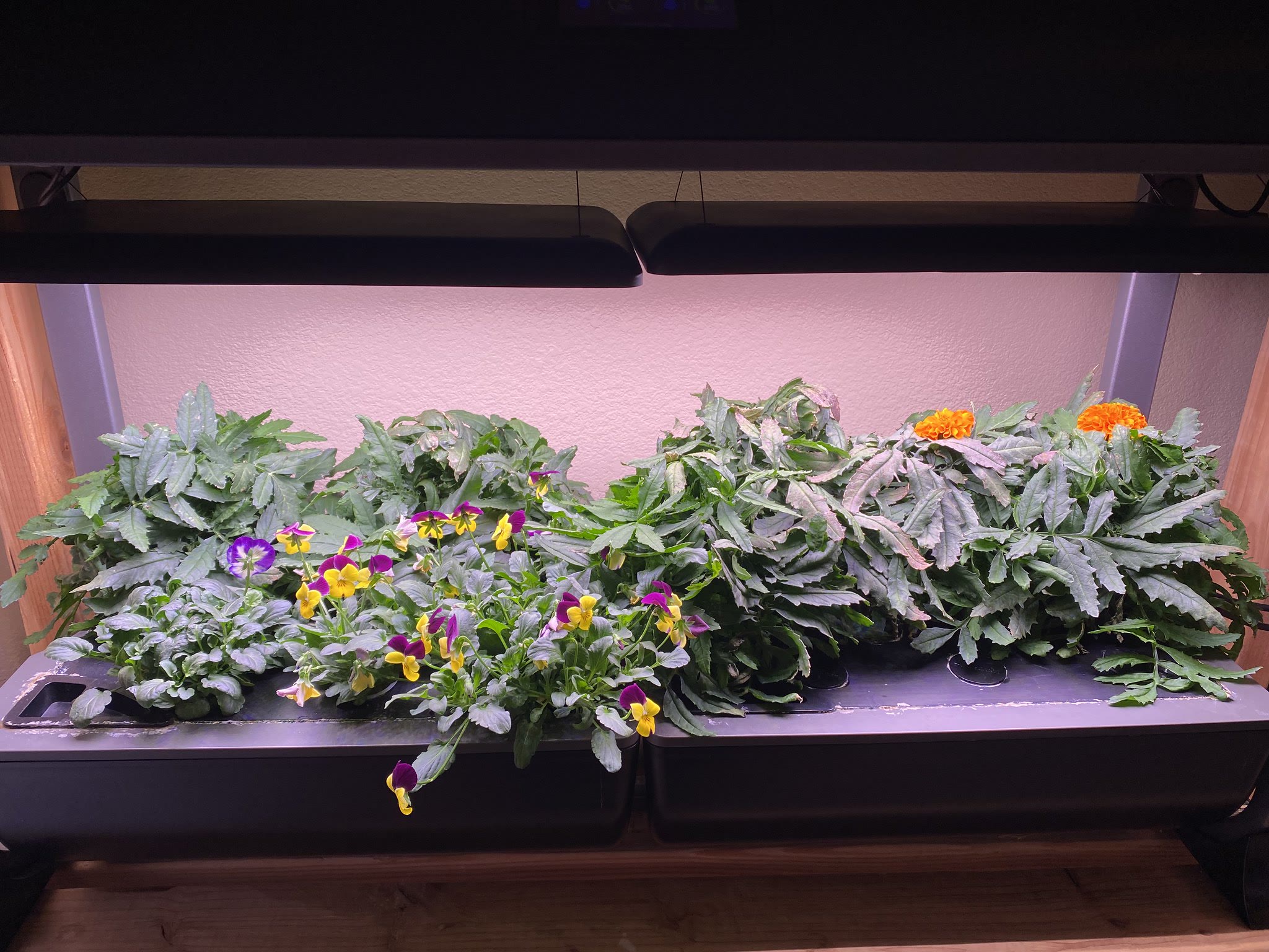 Update #16: The violas are going wild!! Got some really nice orange marigolds out: Overall the flower Farm is looking great!…
