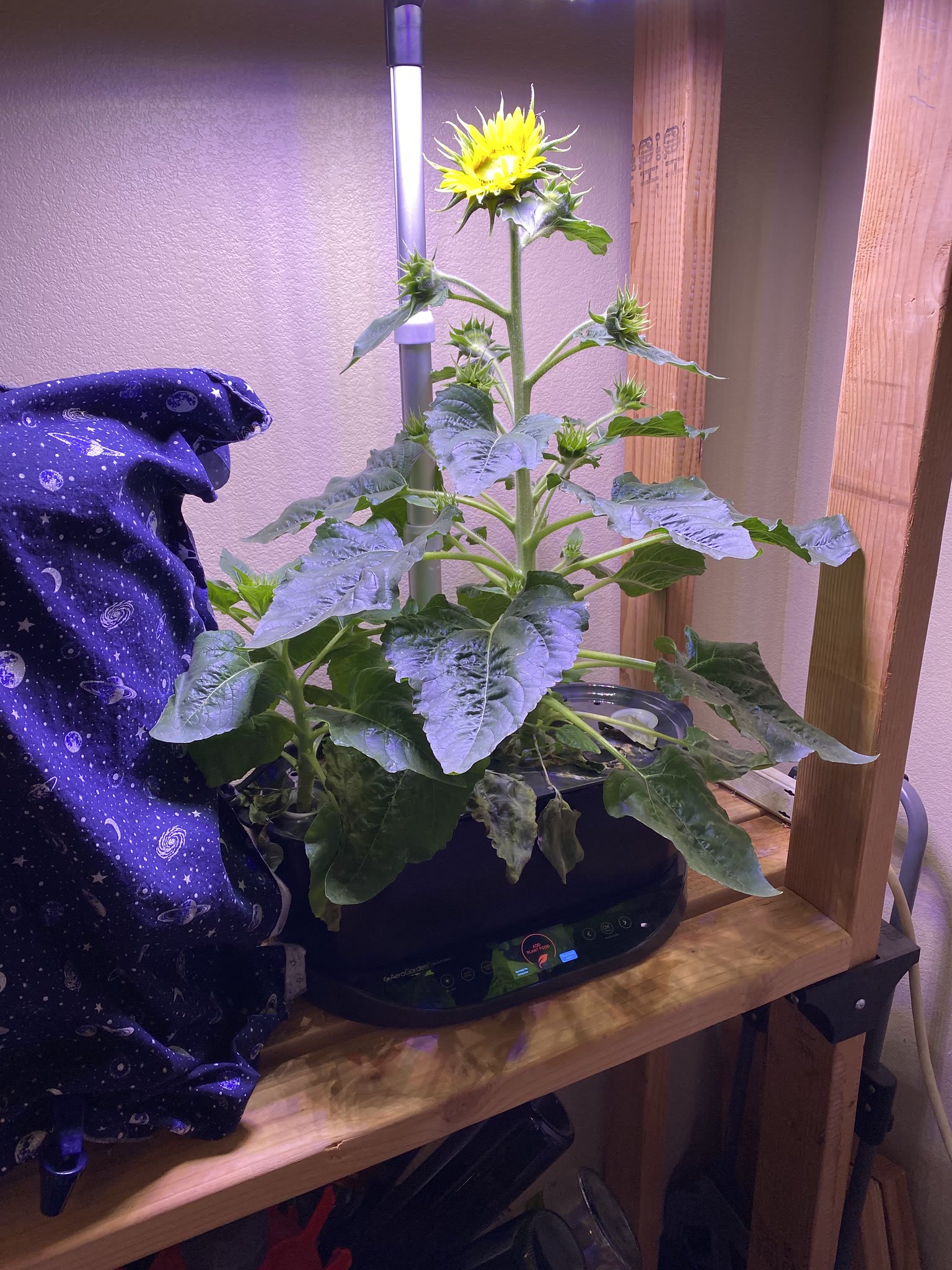 Update #17: The flowers all look amazing!! One of the sunflowers opened up, and it looks like there are several smaller buds…