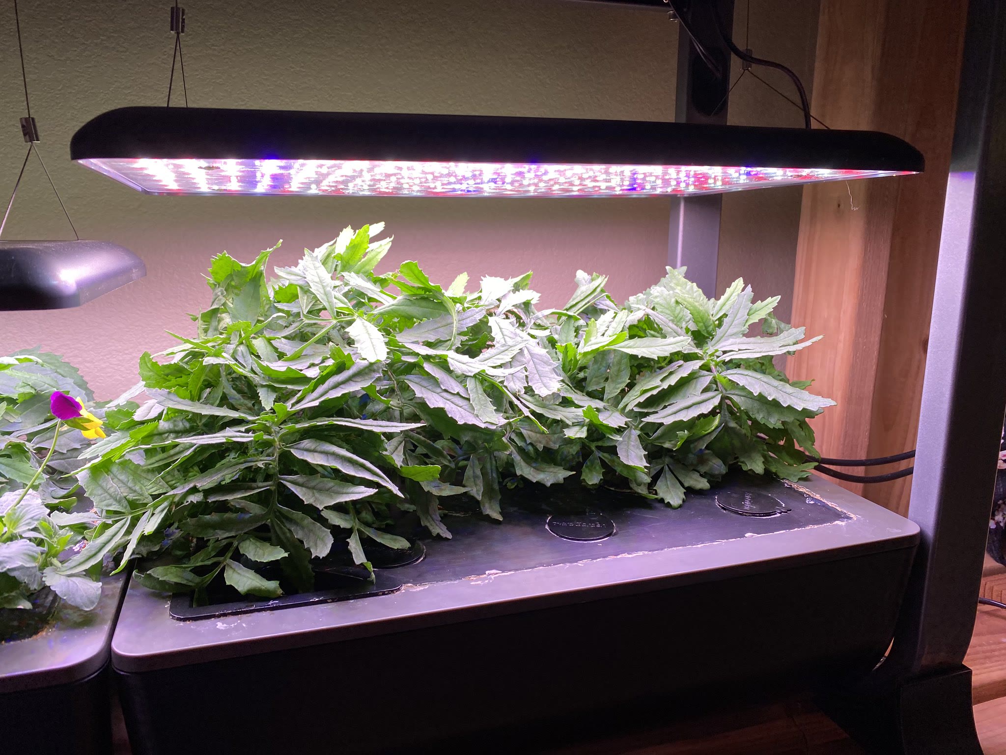 Update #15: The cutest little flowers!! The marigolds haven't bloomed yet I maaaay have overestimated how many plants could …