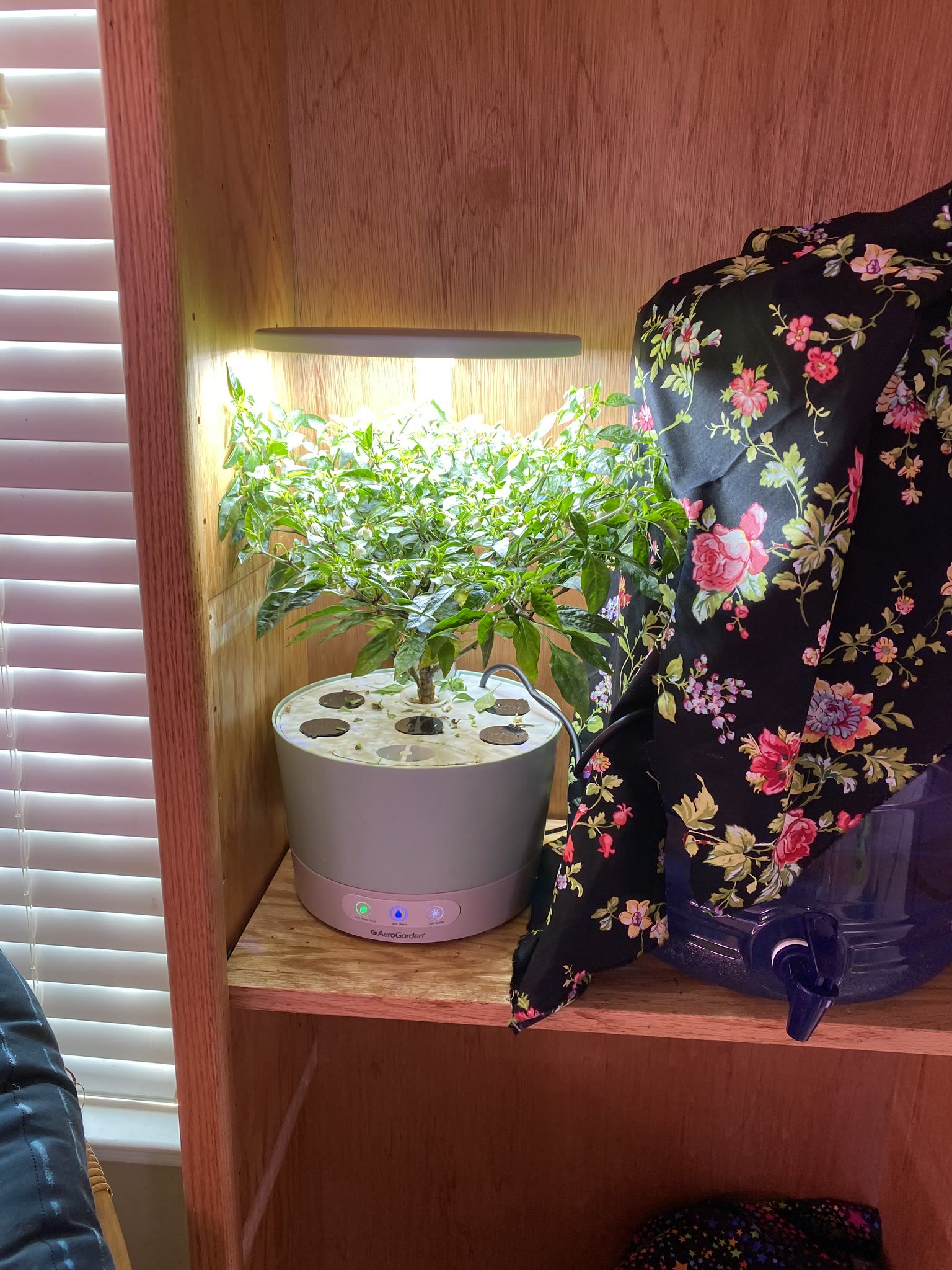 Update #9: Harvested all the lettuce and removed the pods so the pequin could grow in solitary glory (look at all those flo…