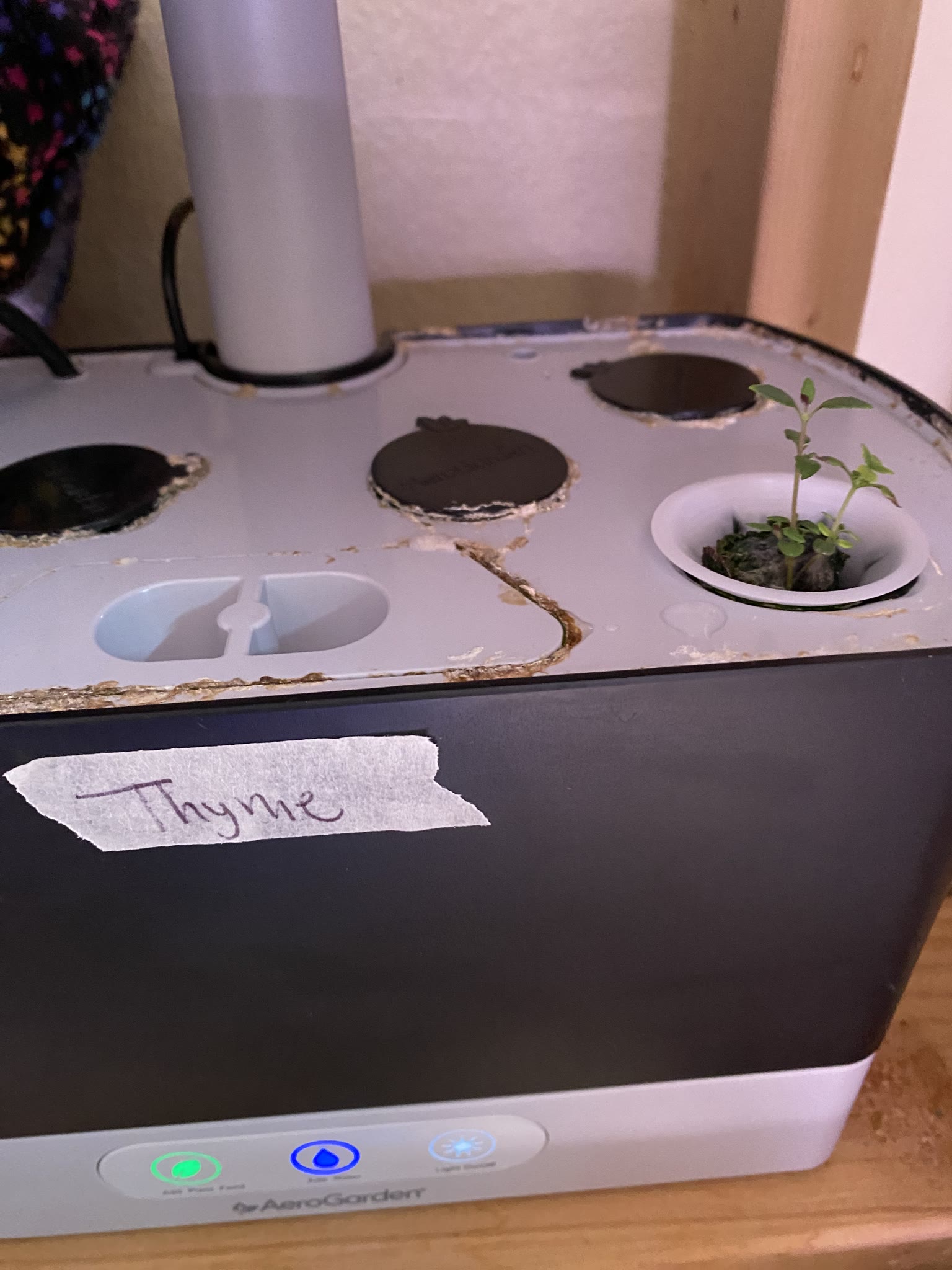 Update #3: Both pods of oregano are doing well The second thyme pod never came up. Decided not to replant, last time I did …