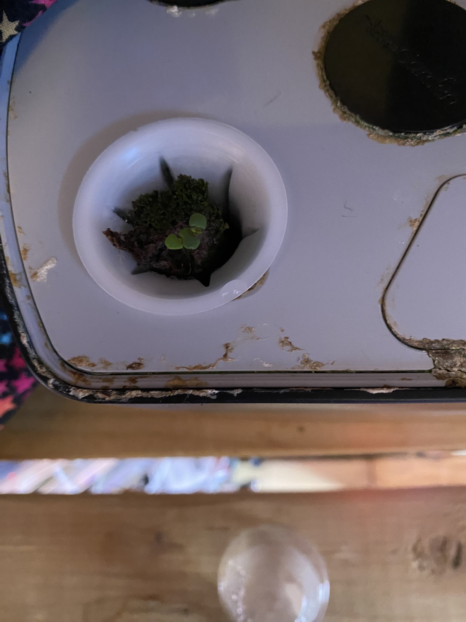 Update #2: The basil is recovering well from the last trimming Oregano is up in both pods One pod of the thyme is up