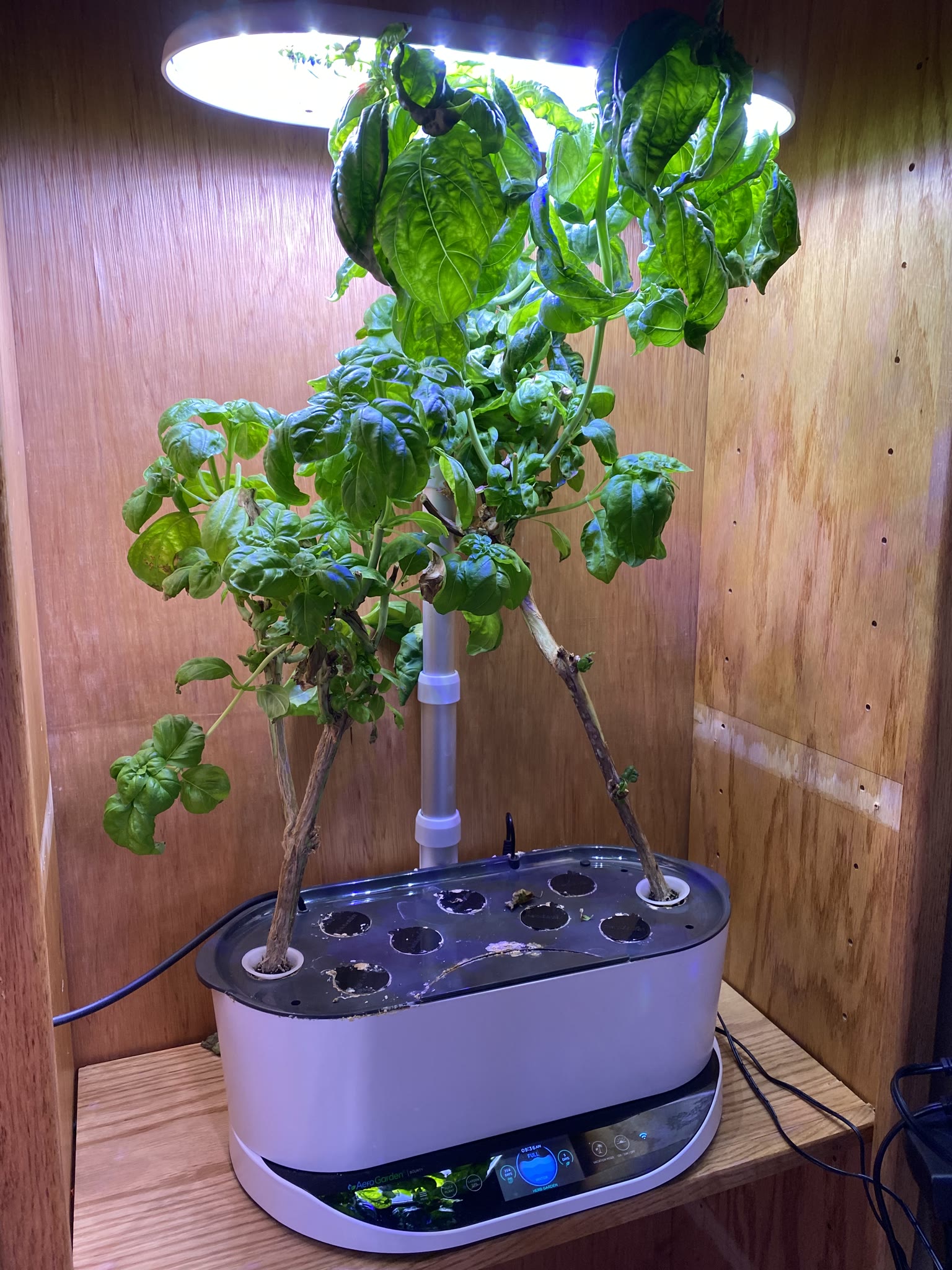 Update #3: Both pods of oregano are doing well The second thyme pod never came up. Decided not to replant, last time I did …