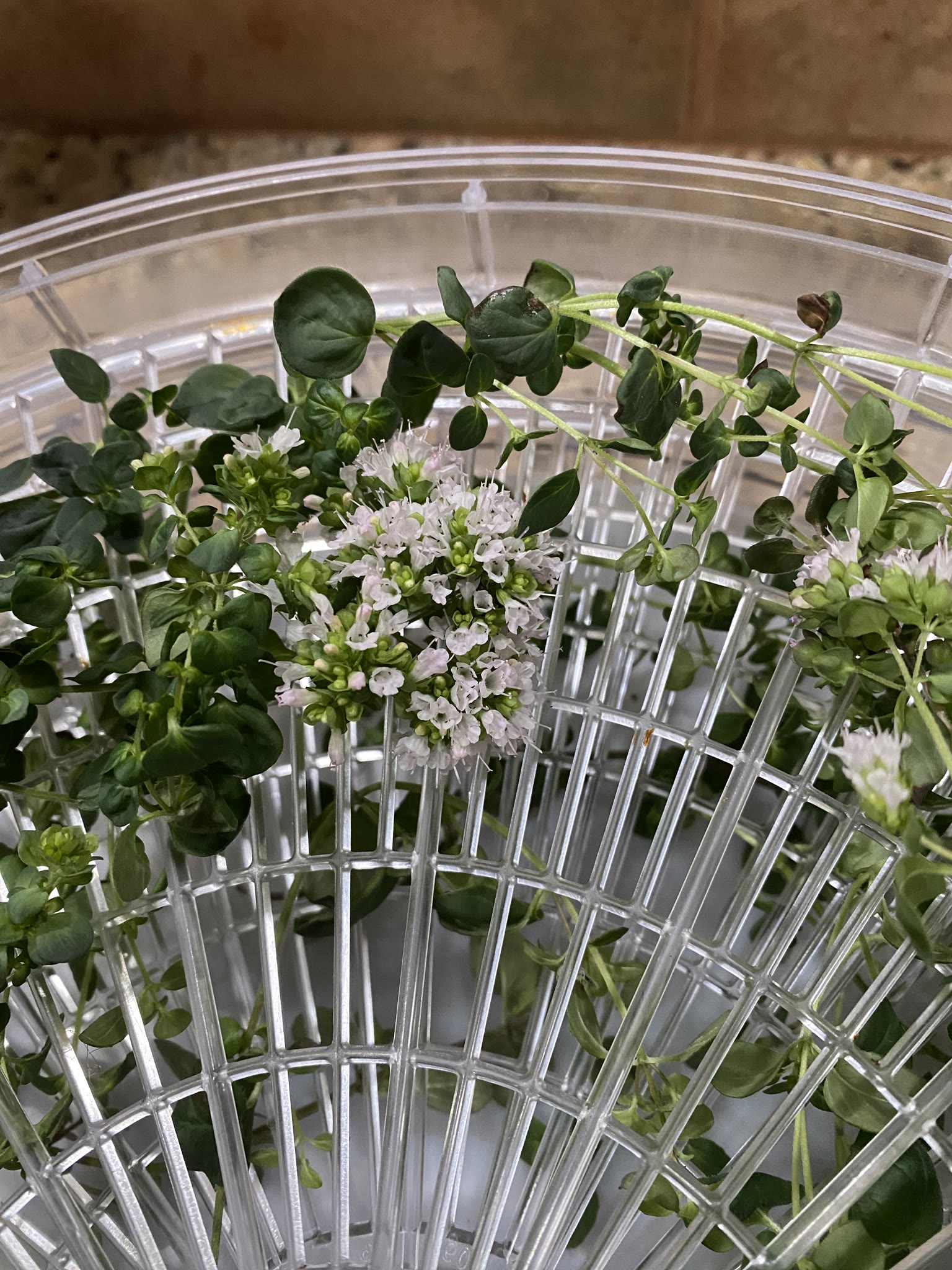 Update #7: Some lovely herbs!!! The oregano! She bloomed!! Thyme trying to eat my machine: Post-trimming The harvest
