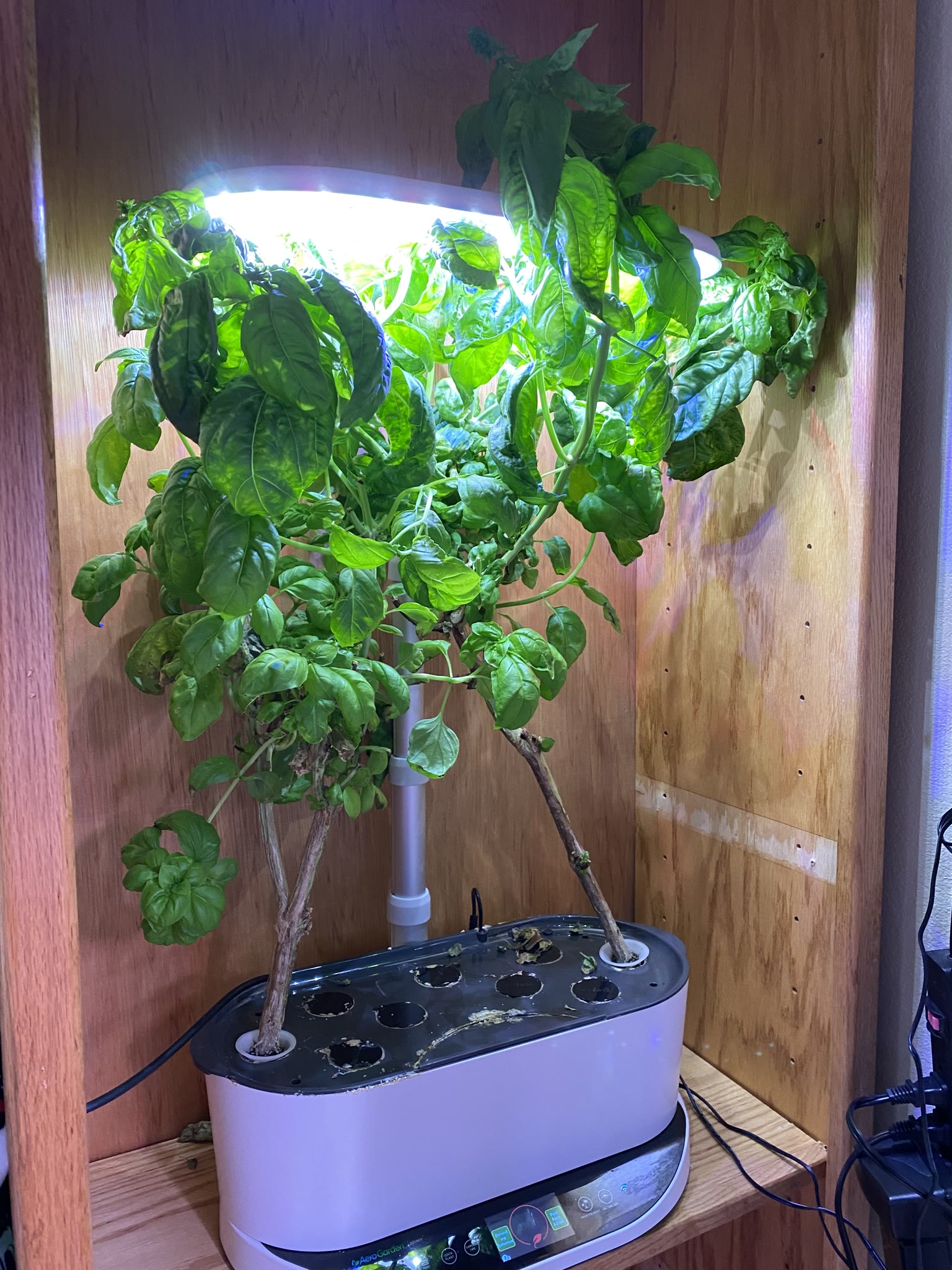 Update #4: The oregano is growing really nice!! Thyme has gotten taller The basil is going to force me to find time for it …
