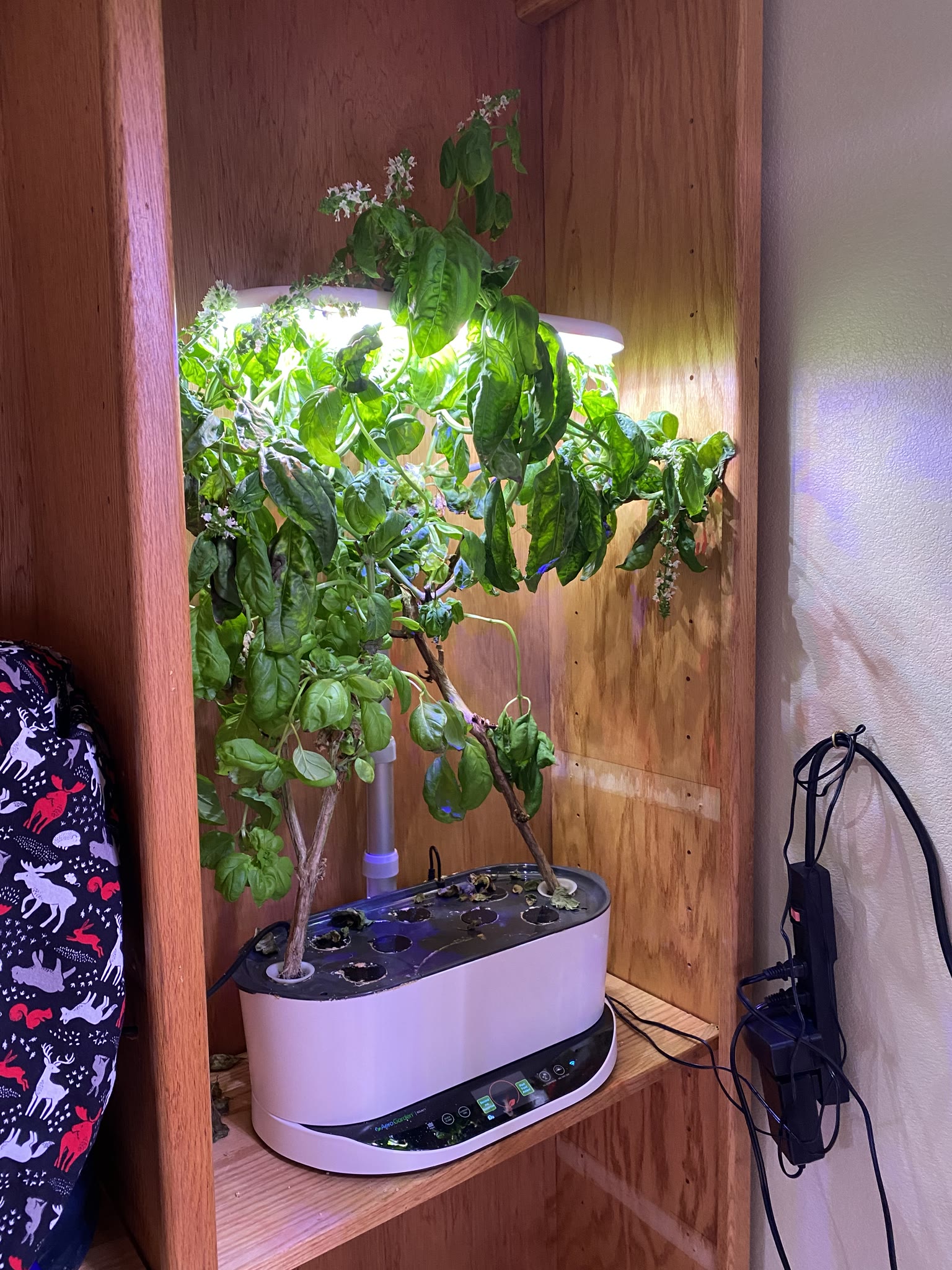 Update #5: The oregano and thyme are both getting bigger The basil has finally been cut down and ended. It had a great run!…