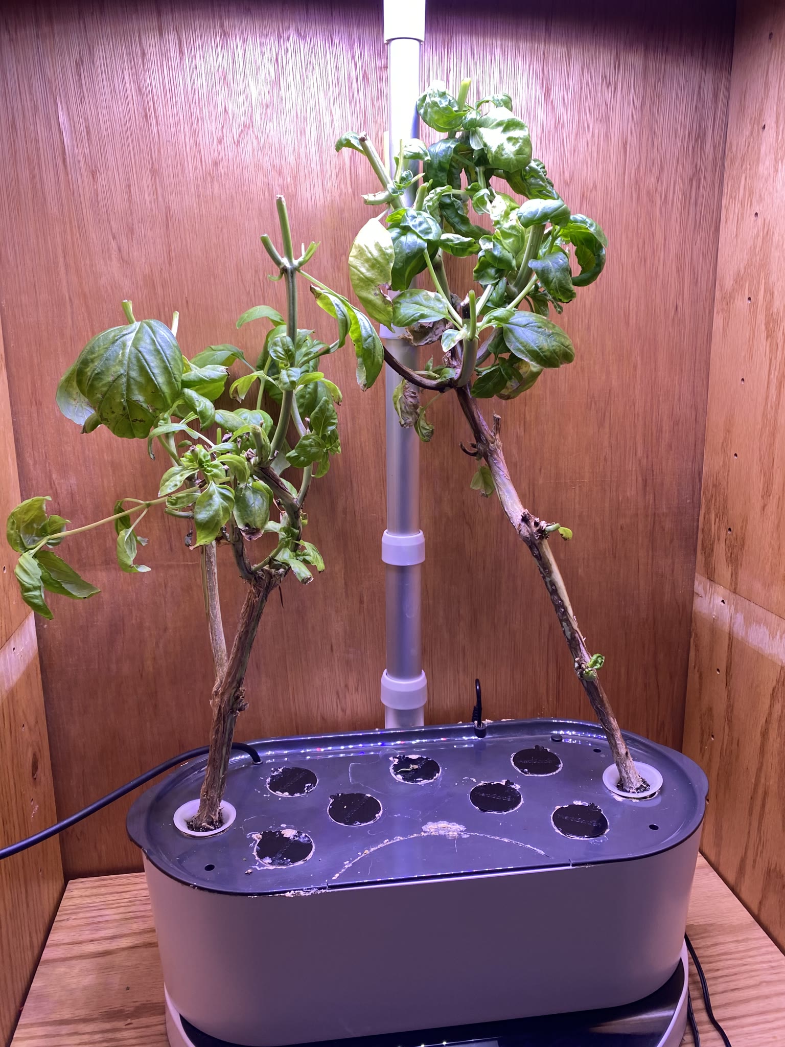 Update #1: Starting a new thread for herbs!! The parsley has been sickly-looking: So I ended it and planted thyme! Trimmed …