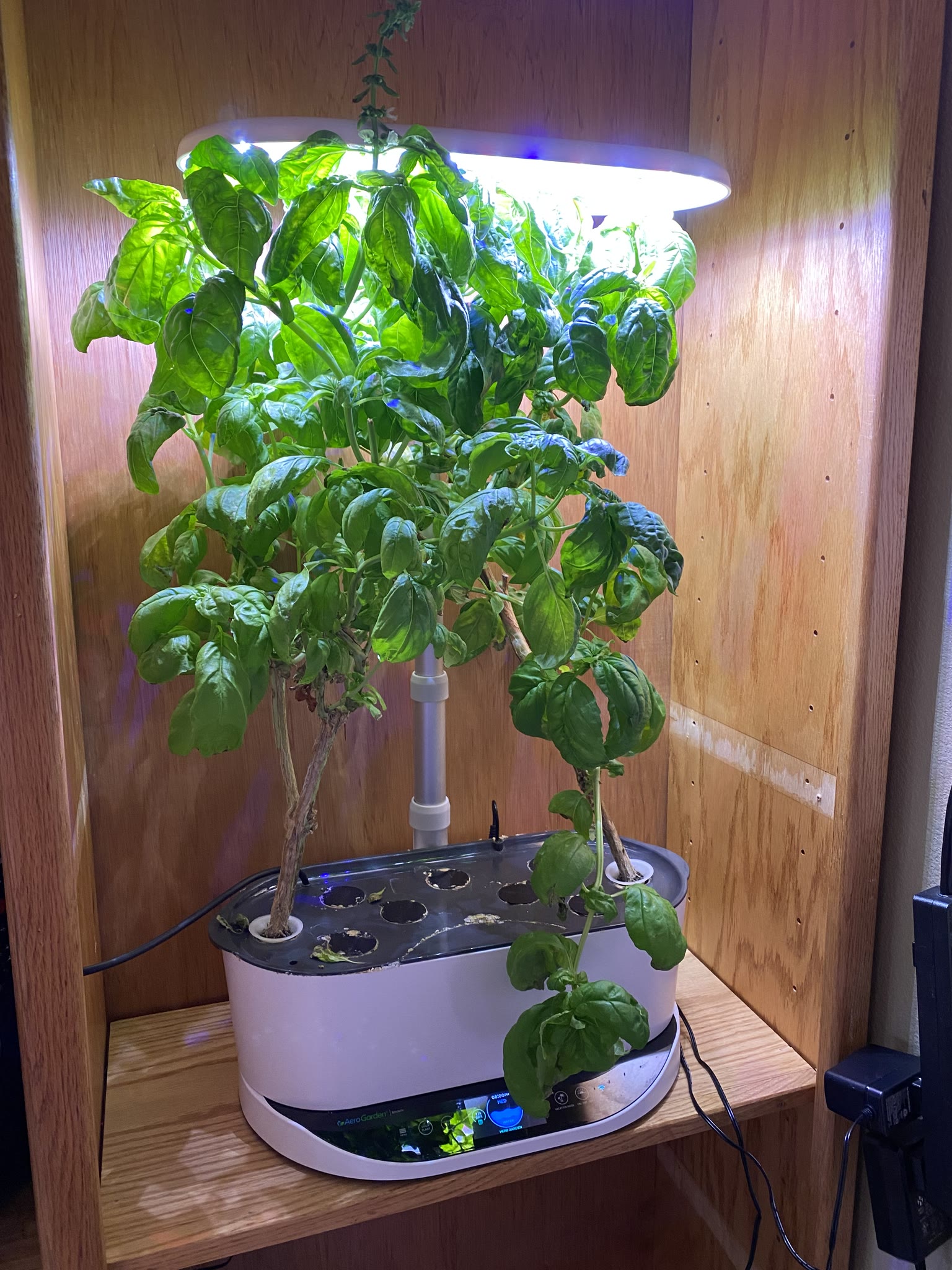 Basil, Oregano, and Thyme Herb Garden