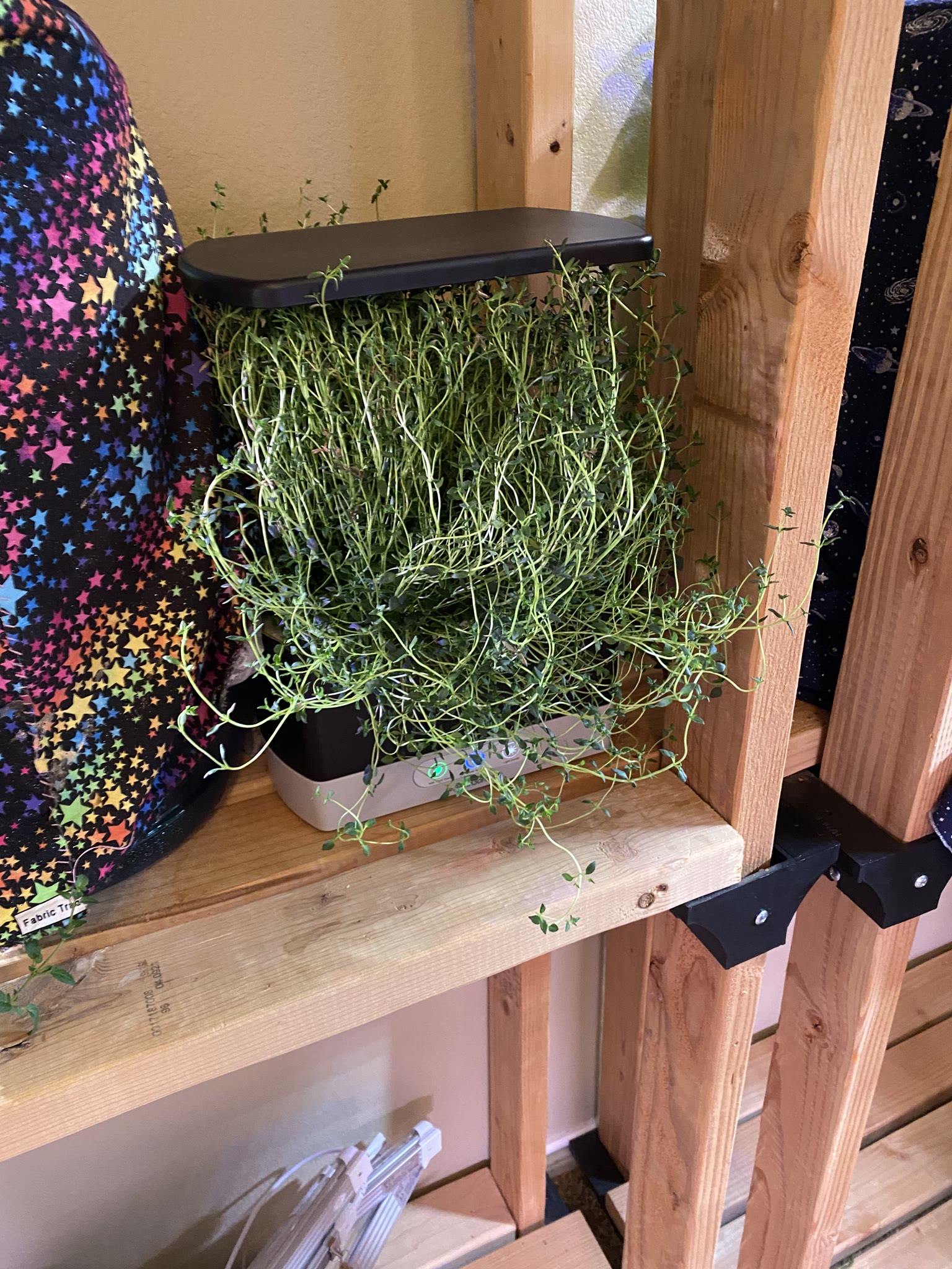 Update #7: Some lovely herbs!!! The oregano! She bloomed!! Thyme trying to eat my machine: Post-trimming The harvest