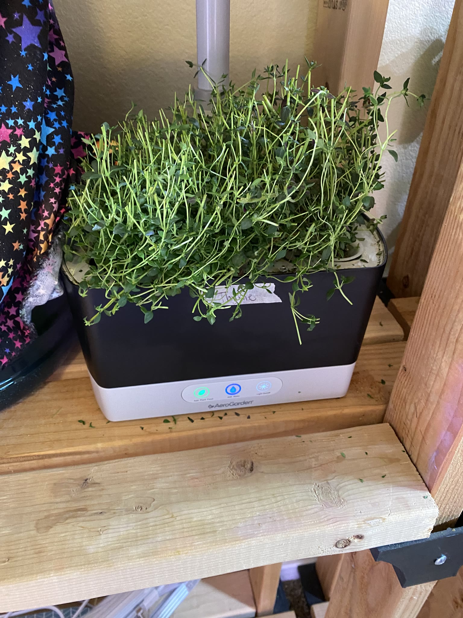 Update #7: Some lovely herbs!!! The oregano! She bloomed!! Thyme trying to eat my machine: Post-trimming The harvest