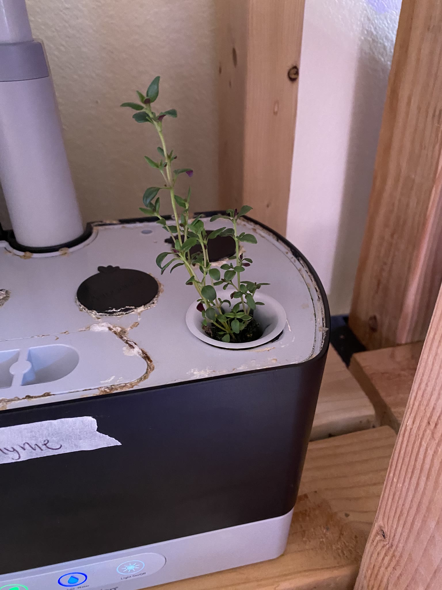 Update #4: The oregano is growing really nice!! Thyme has gotten taller The basil is going to force me to find time for it …