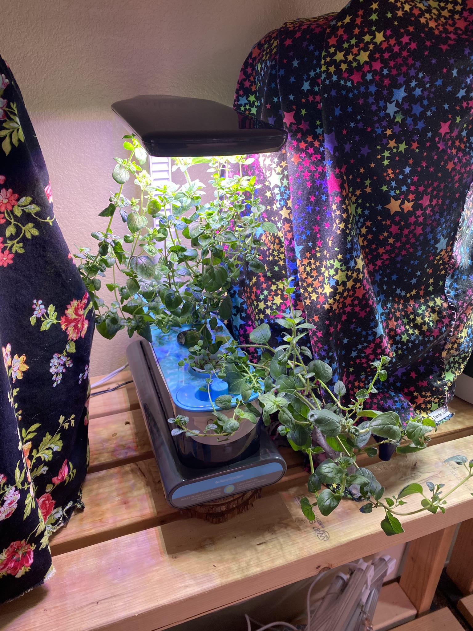 Update #6: The oregano and thyme are both going strong!!