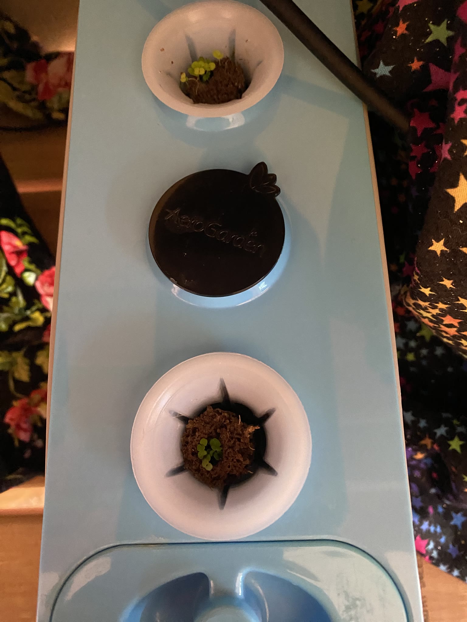 Update #2: The basil is recovering well from the last trimming Oregano is up in both pods One pod of the thyme is up