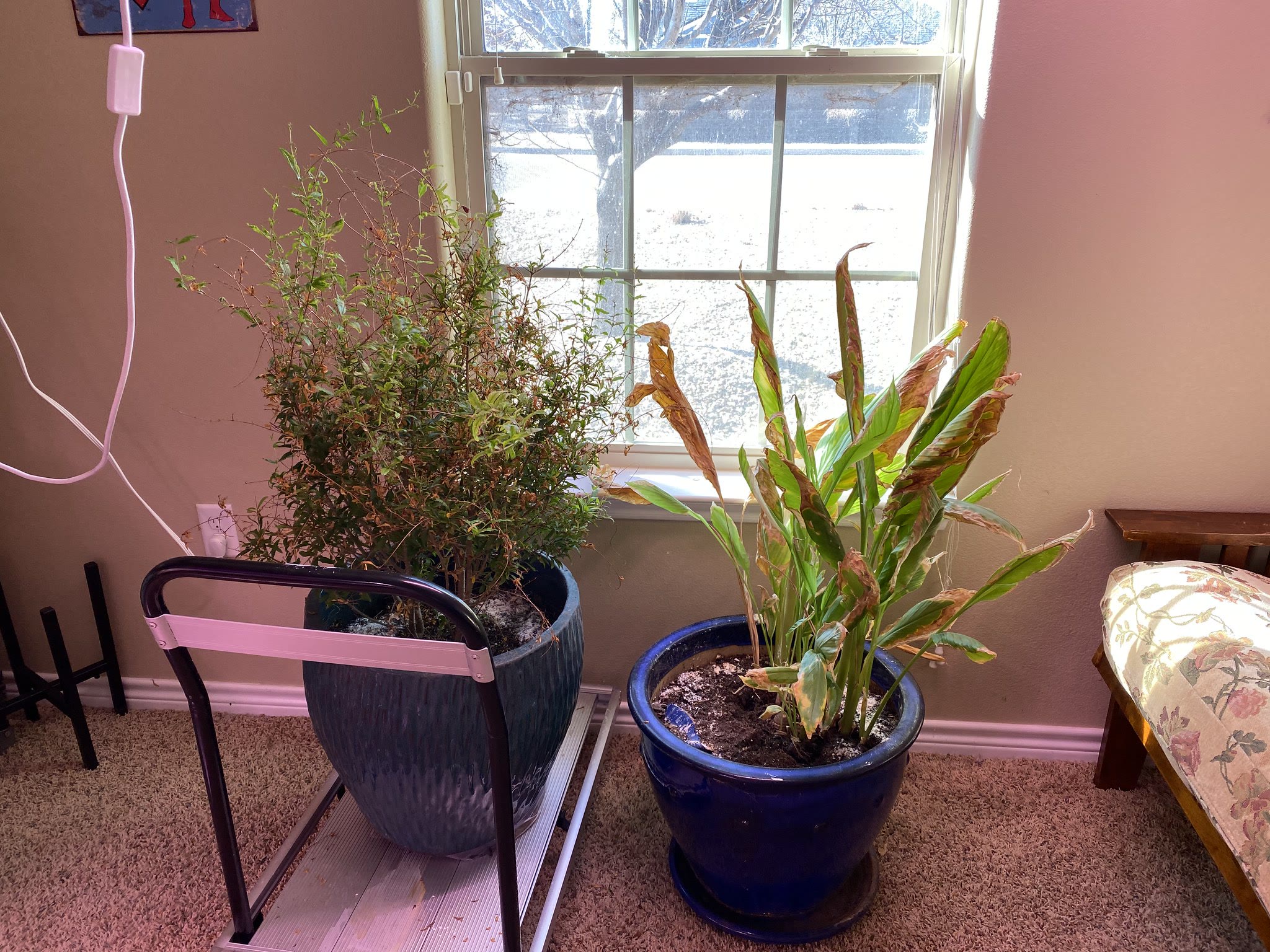 Update #7: Got things transplanted and settled in! Cucumber, Eggplant, and 2 Tomatoes:The 2 Zucchinis on the bottom with a …
