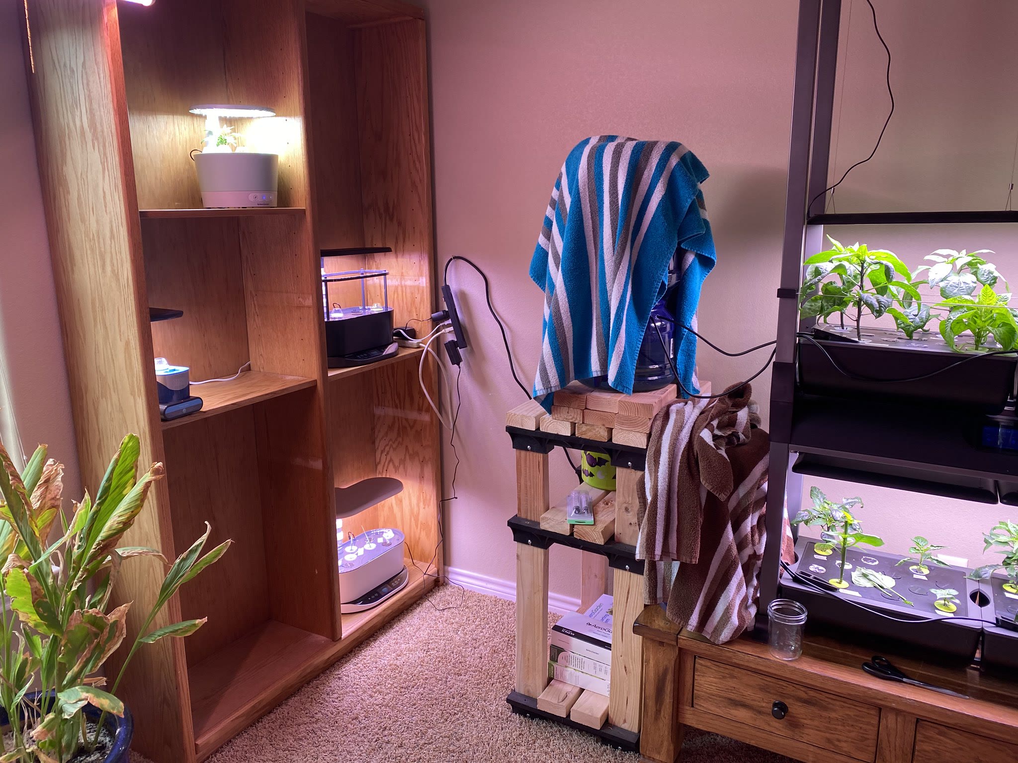 Update #10: It took aaaaaalll day, but I moved the futon out of the plant room and moved the table and shelves holding my Ae…