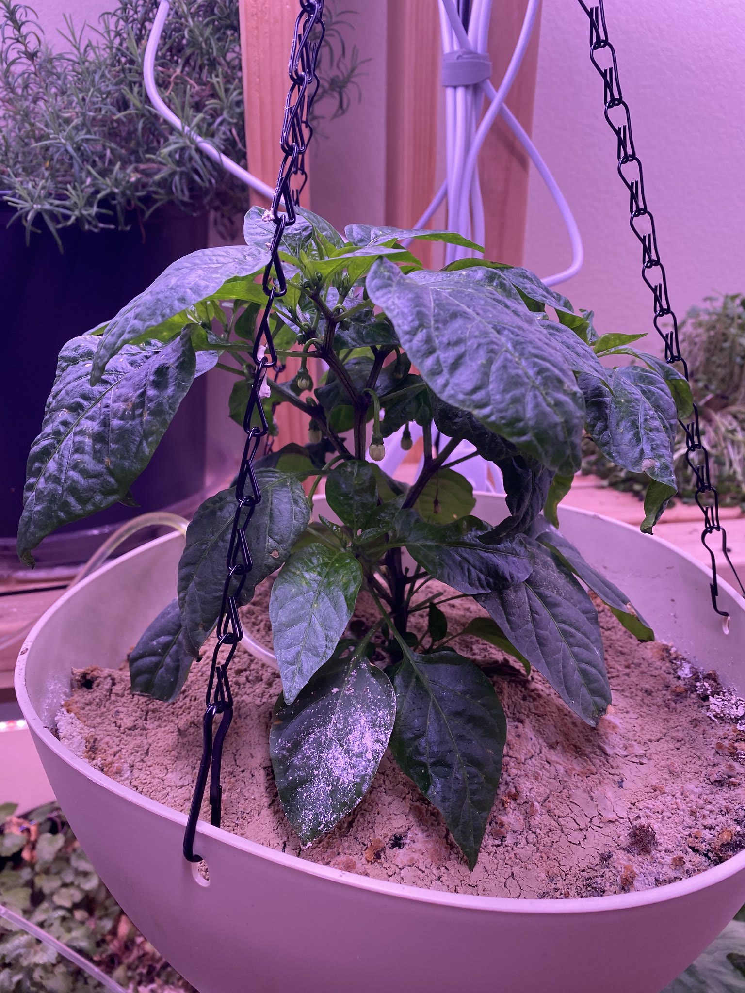 Update #27: The zucchini plants and eggplant all seem to like the new containers much better!! Lots more room for their root…