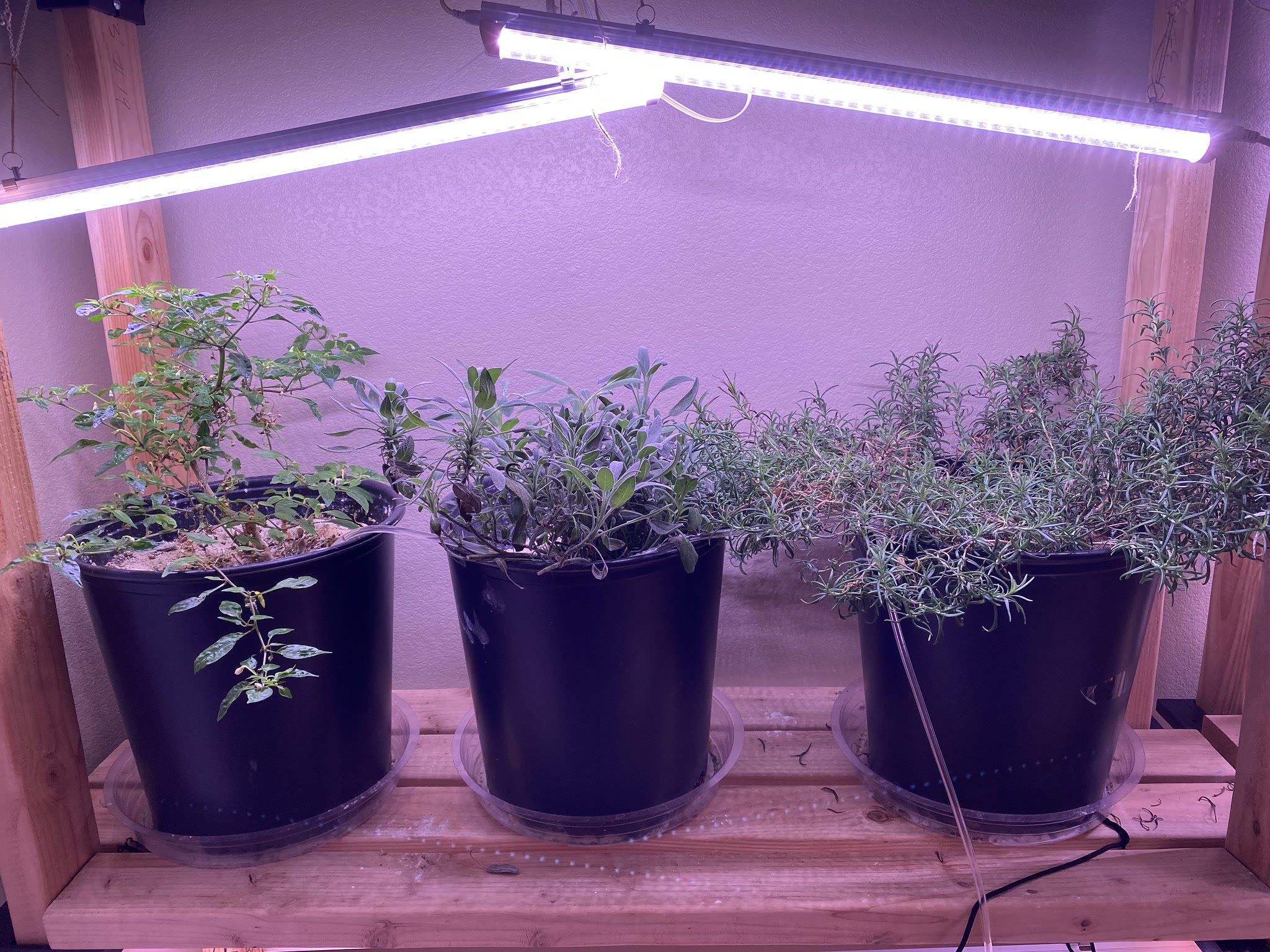 Update #17: Still fighting a little bit of a bug problem in the containers, which has spread a little bit to the Farms. I've…