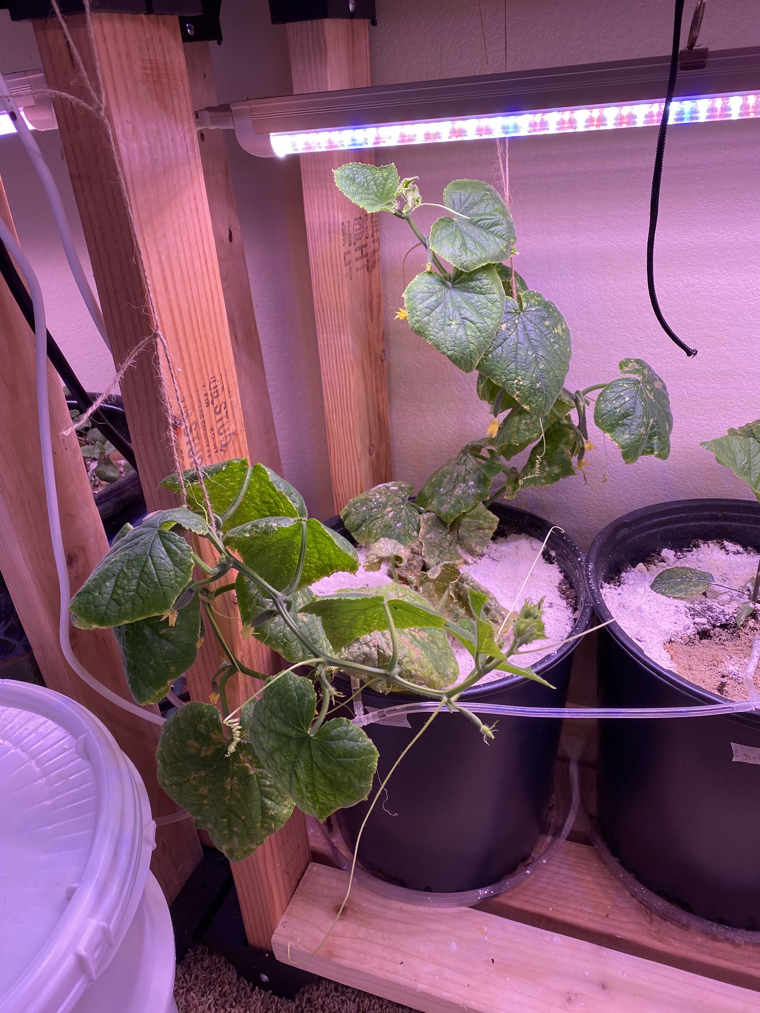 Update #17: Still fighting a little bit of a bug problem in the containers, which has spread a little bit to the Farms. I've…