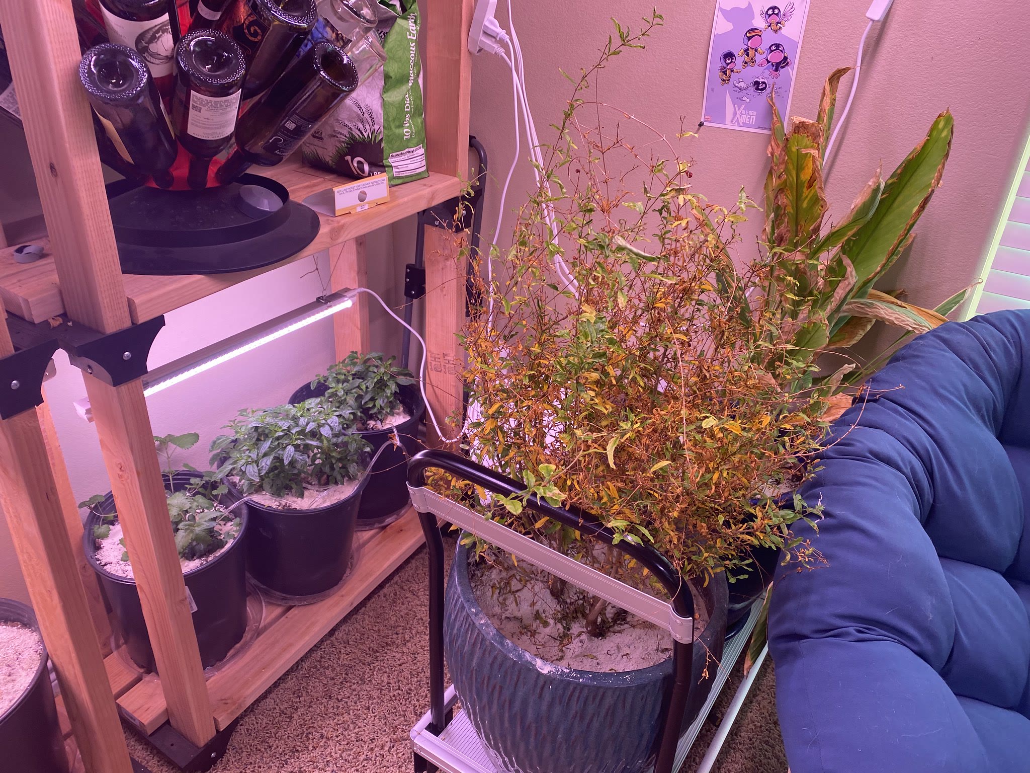 Update #16: Put some ties on the lower shelf to help the cucumber start climbing, it was making its way over to the eggplant…