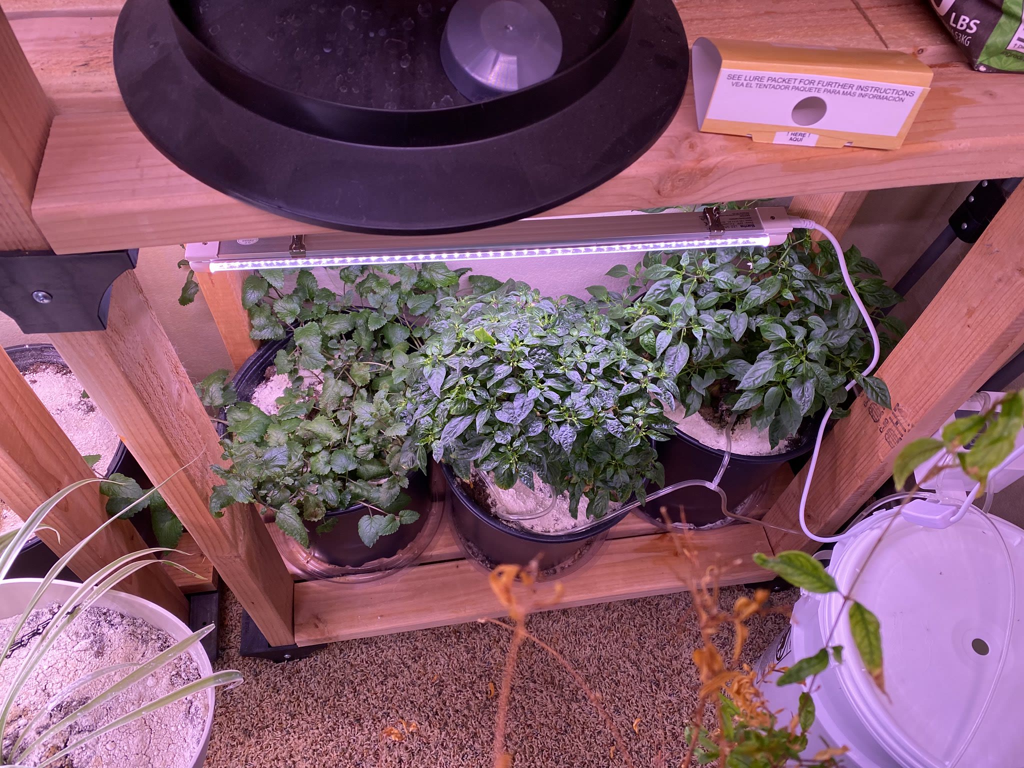 Update #22: Container plants are still mostly going strong! The zucchini have gotten biggerThe cucumber has looked terrible …