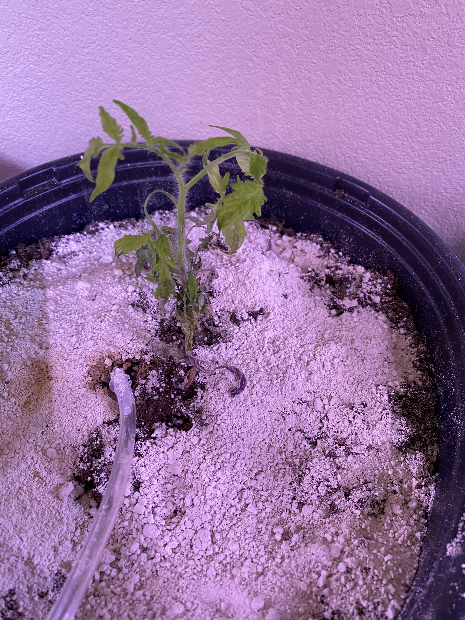 Update #13: The sticker on the light says 36W. Here are close-ups with the grow light off and the regular room light turned …