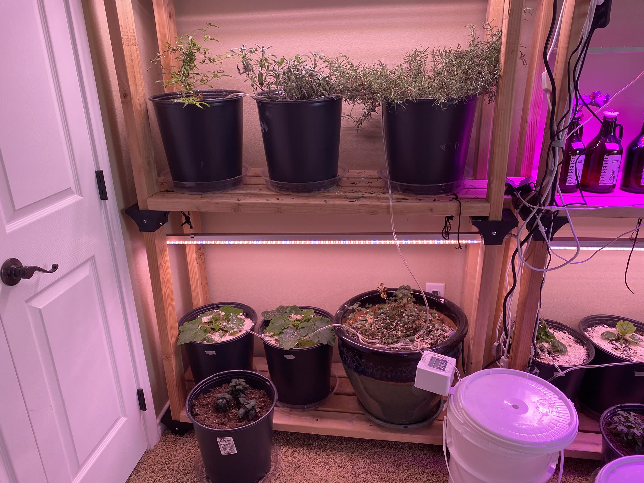 Update #9: In the middle of re-arranging the plant room! The plants are doing well