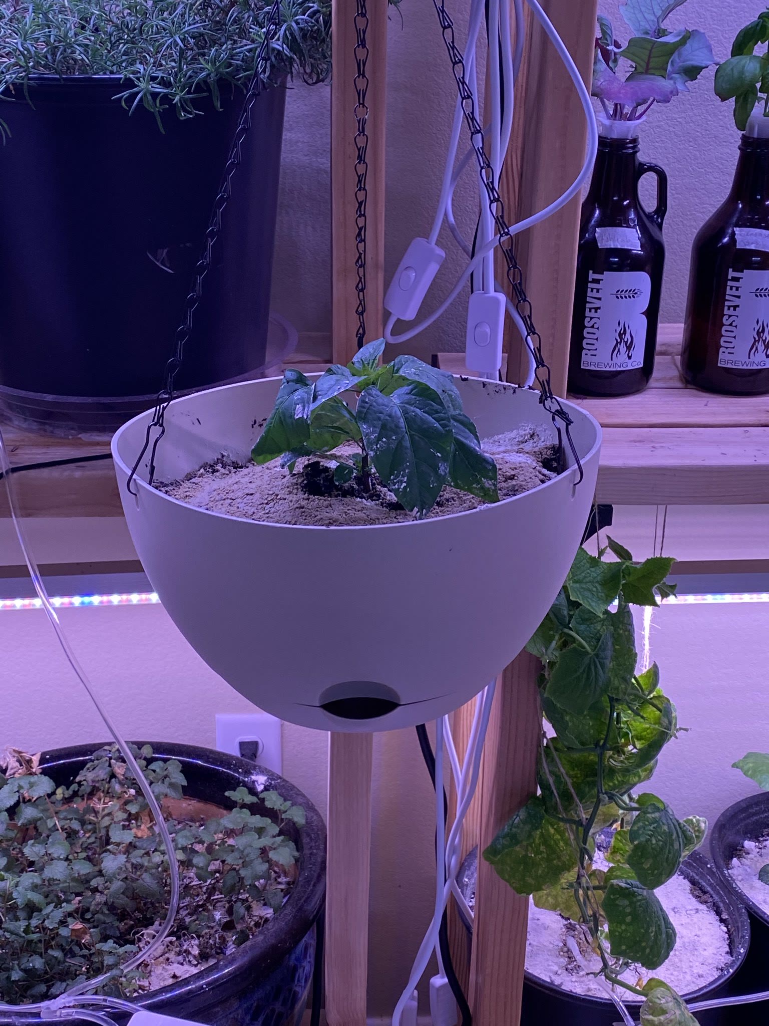 Update #18: The pot-o-penos have been transplanted and hung up! Plus a spider plant I've been meaning to transplant for a wh…