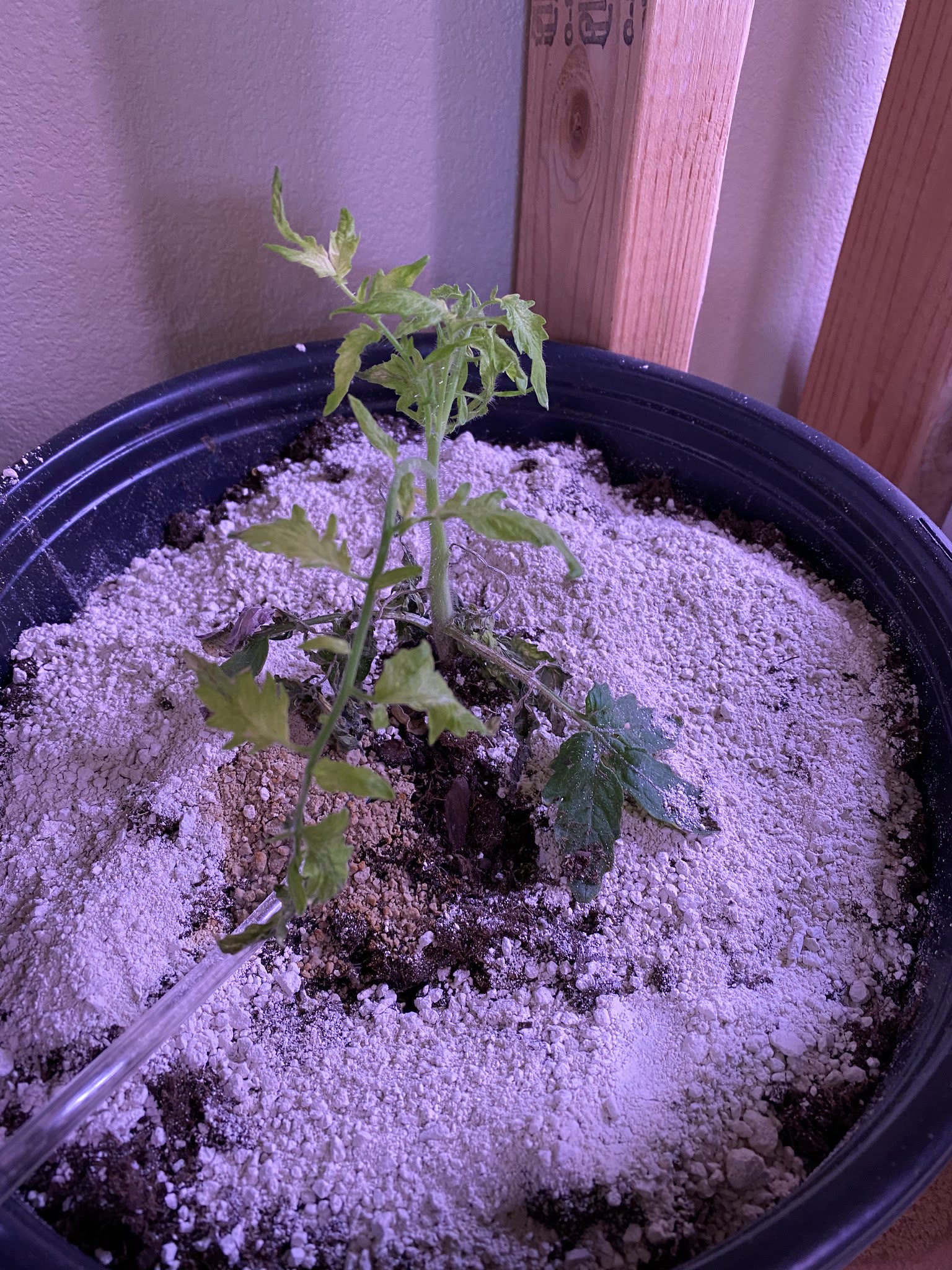 Update #13: The sticker on the light says 36W. Here are close-ups with the grow light off and the regular room light turned …