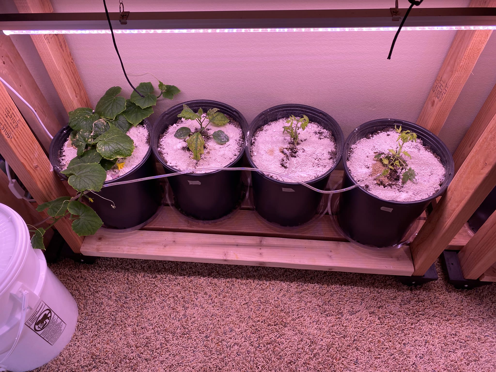 Update #12: We have ~blooms~!!!!Zucchini, really just buds but!! Still so exciting to see!!Cucumber blooms!!!! As the vines …