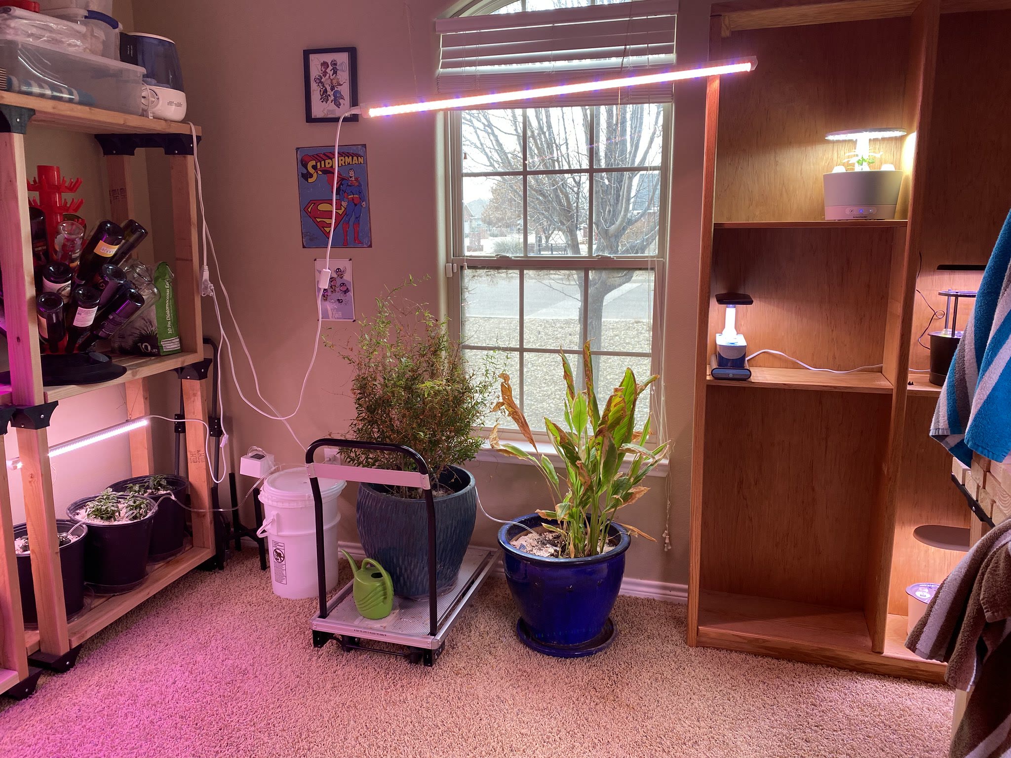 Update #10: It took aaaaaalll day, but I moved the futon out of the plant room and moved the table and shelves holding my Ae…