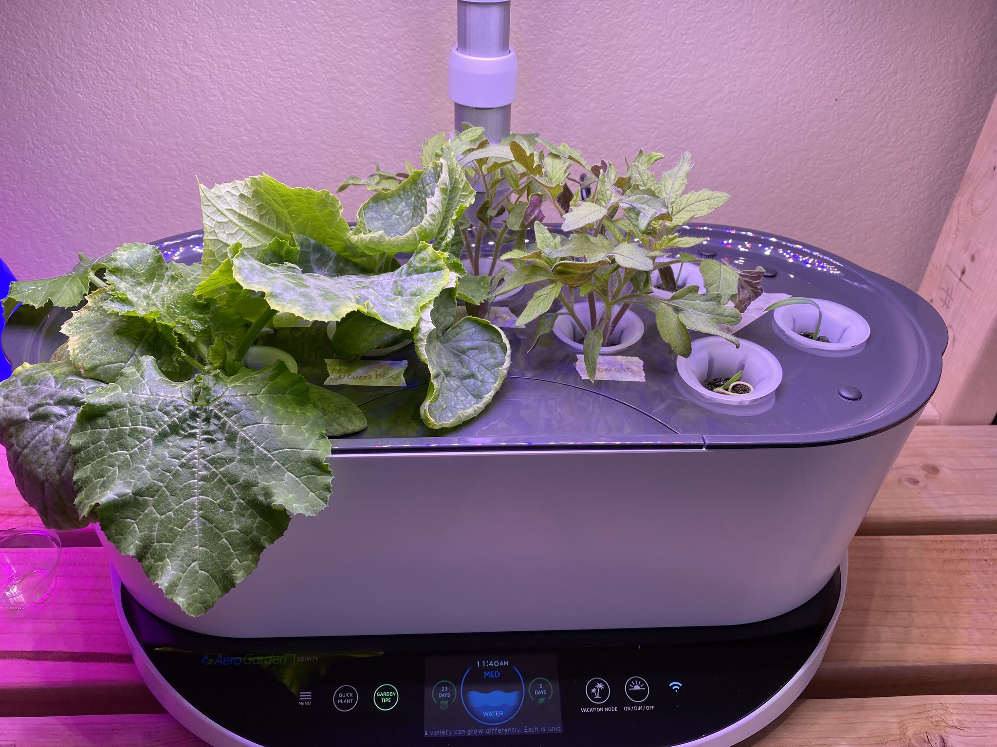 Indoor Container Garden with Parthenocarpic Vegetables, Peppers, Herbs, and Microgreens