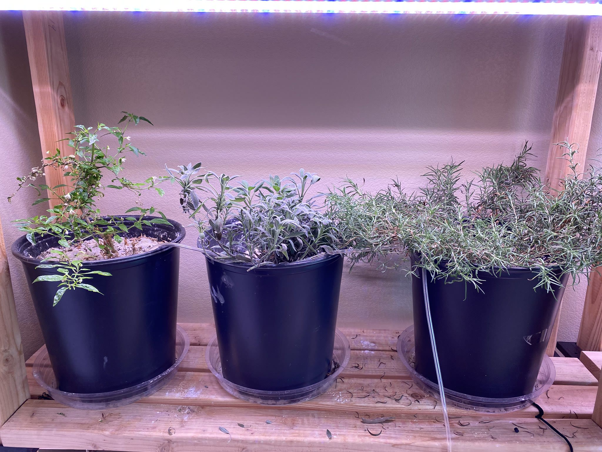 Update #11: Everything's growing well, and I'm really loving the drip system! An unexpected bonus of the drip is that the DE…