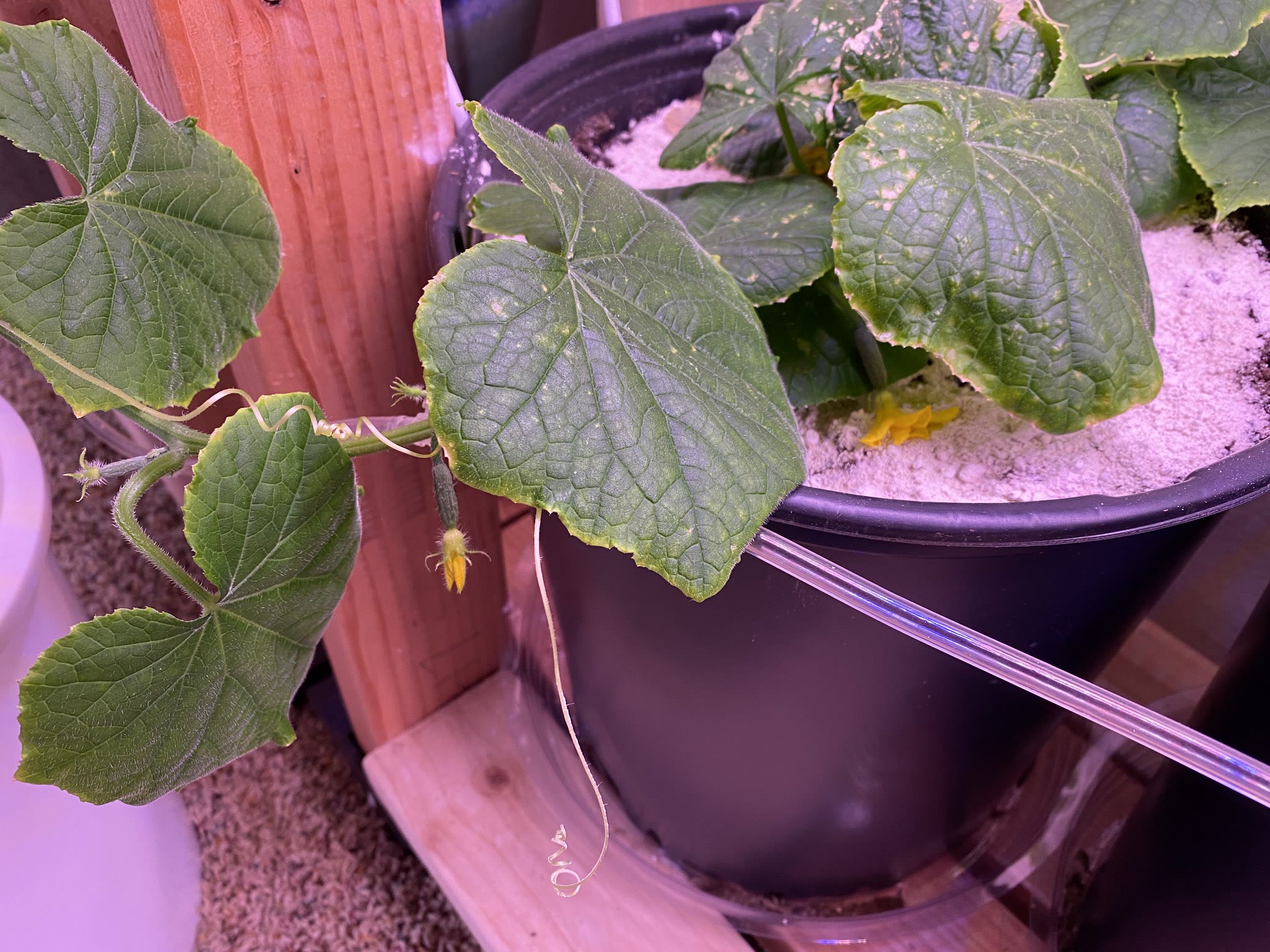 Update #14: I had noticed some signs of bugs chewing on both the eggplant and tomatoes, right before I put the DE down on ev…