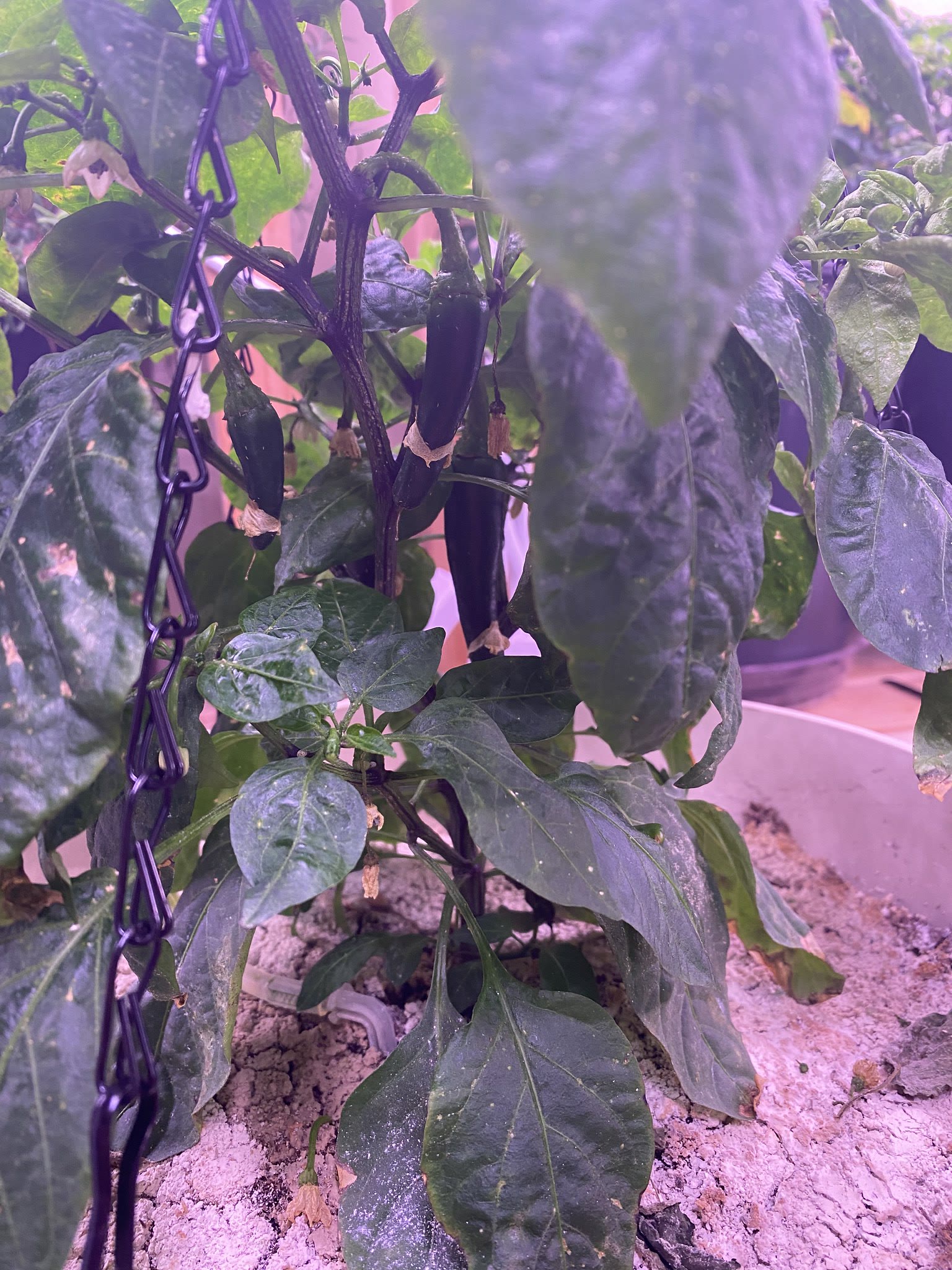 Update #29: The golden zucchini is still growing, I look forward to tasting it!The pot-a-peno has set several peppers!! Alth…