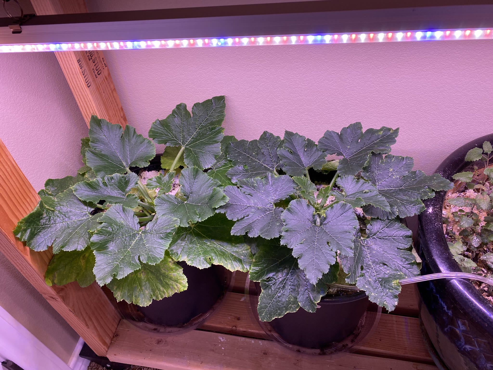 Update #17: Still fighting a little bit of a bug problem in the containers, which has spread a little bit to the Farms. I've…