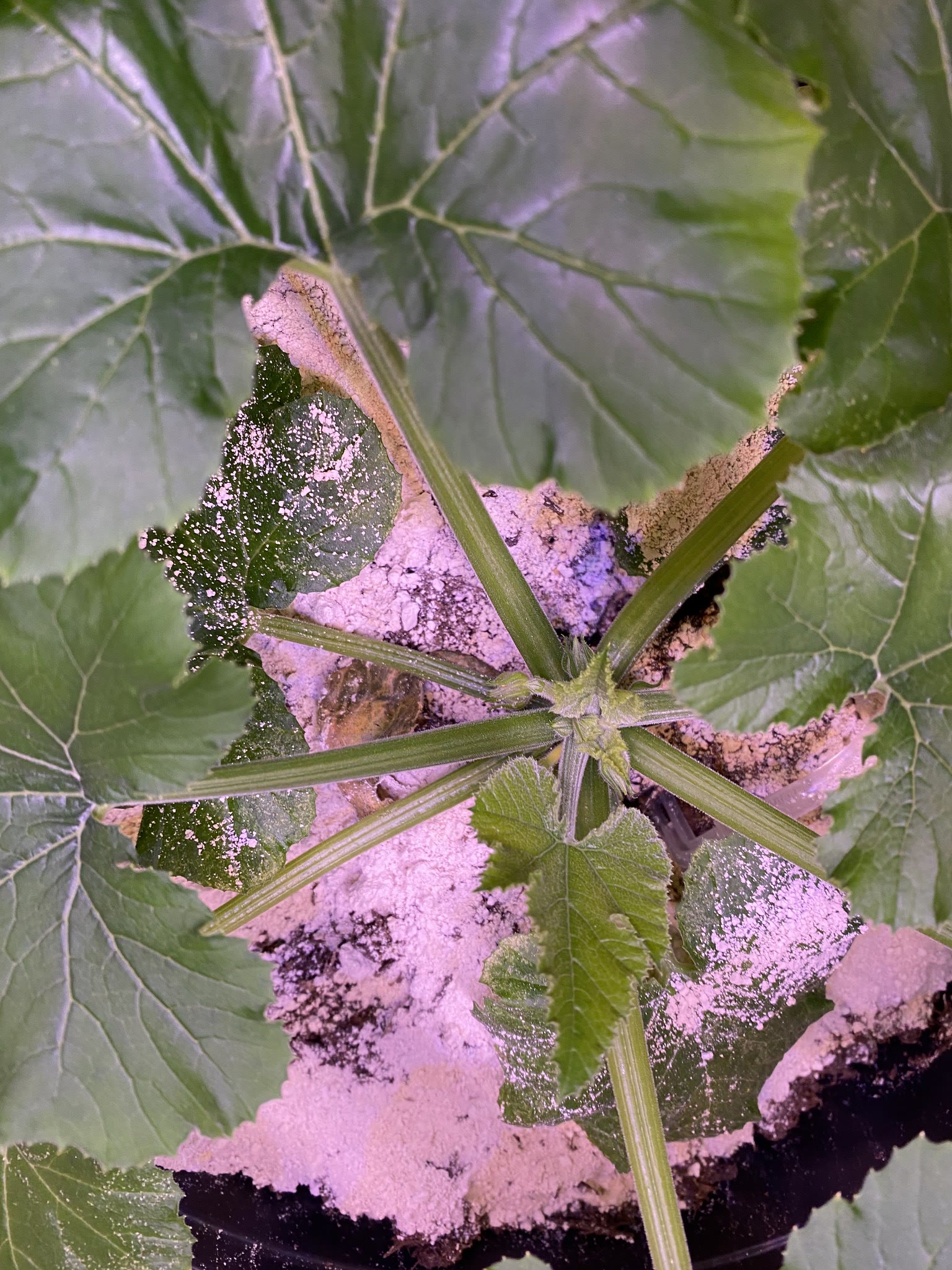 Update #12: We have ~blooms~!!!!Zucchini, really just buds but!! Still so exciting to see!!Cucumber blooms!!!! As the vines …