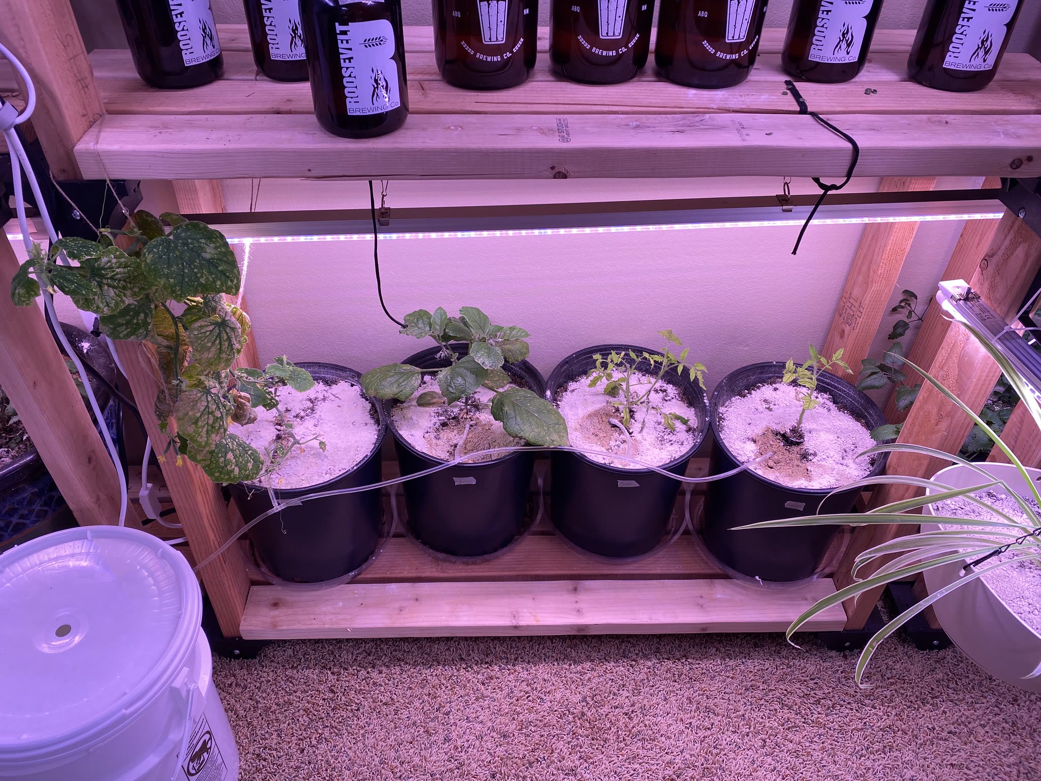 Update #22: Container plants are still mostly going strong! The zucchini have gotten biggerThe cucumber has looked terrible …