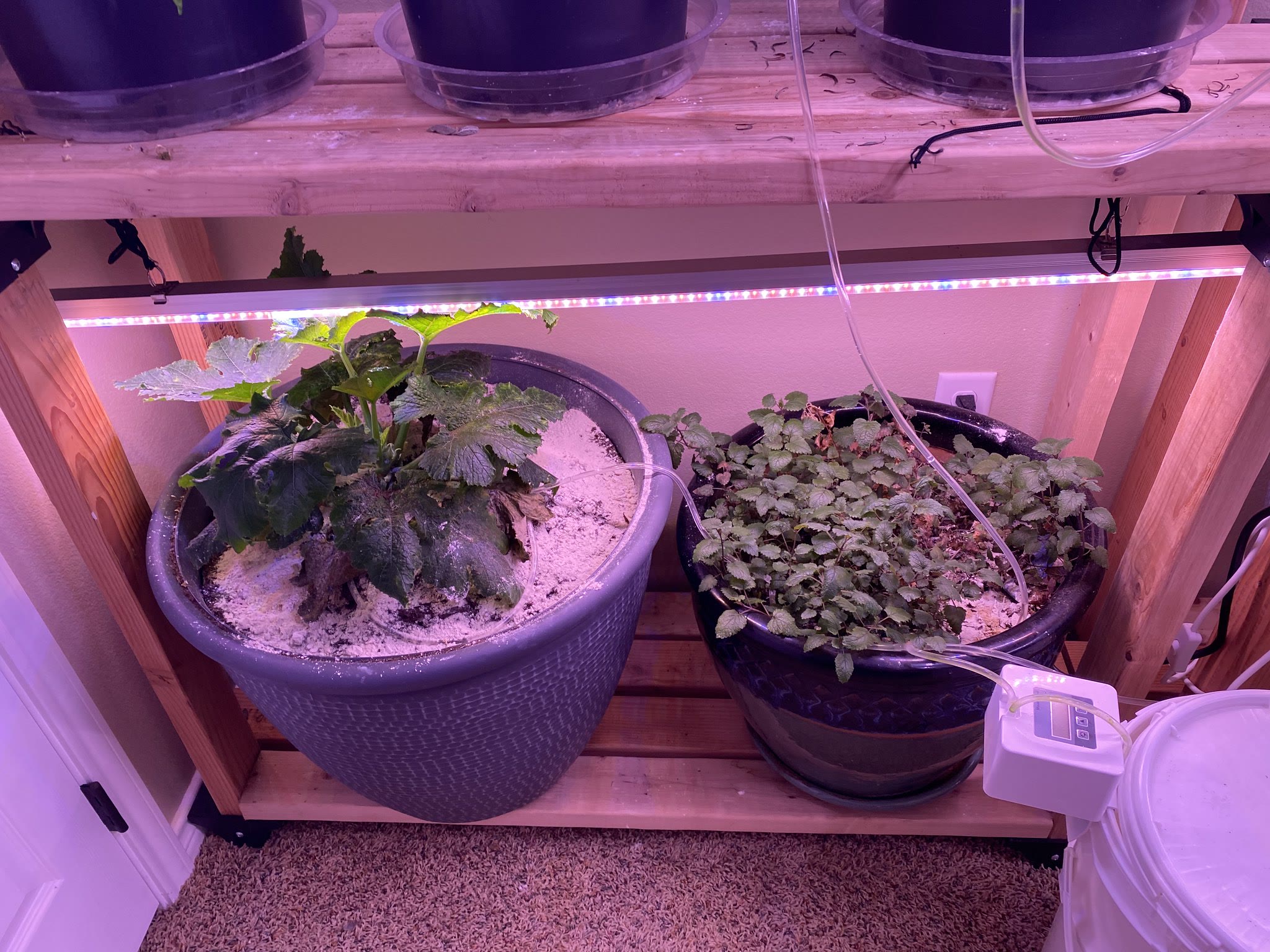 Update #27: The zucchini plants and eggplant all seem to like the new containers much better!! Lots more room for their root…
