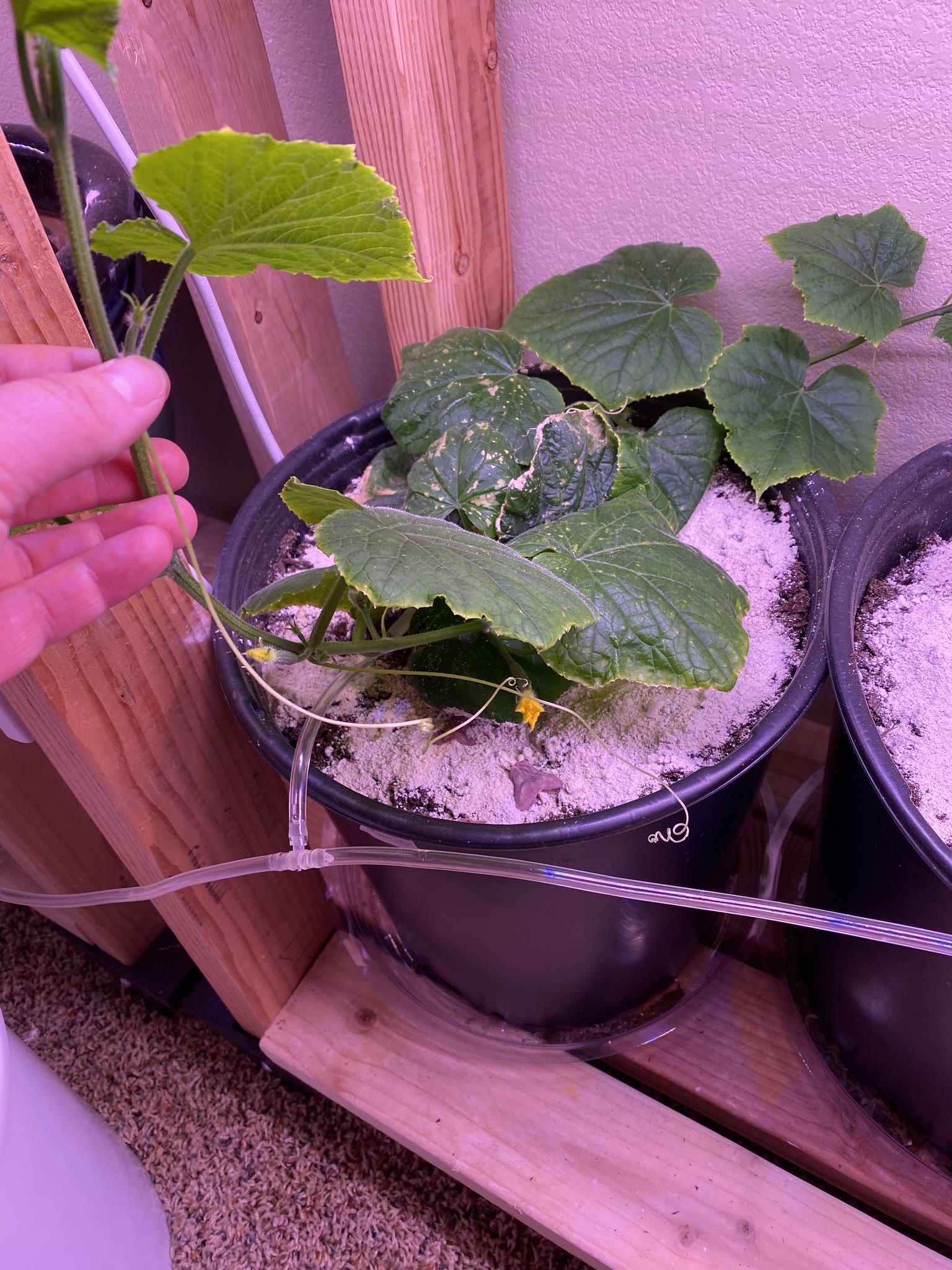 Update #12: We have ~blooms~!!!!Zucchini, really just buds but!! Still so exciting to see!!Cucumber blooms!!!! As the vines …