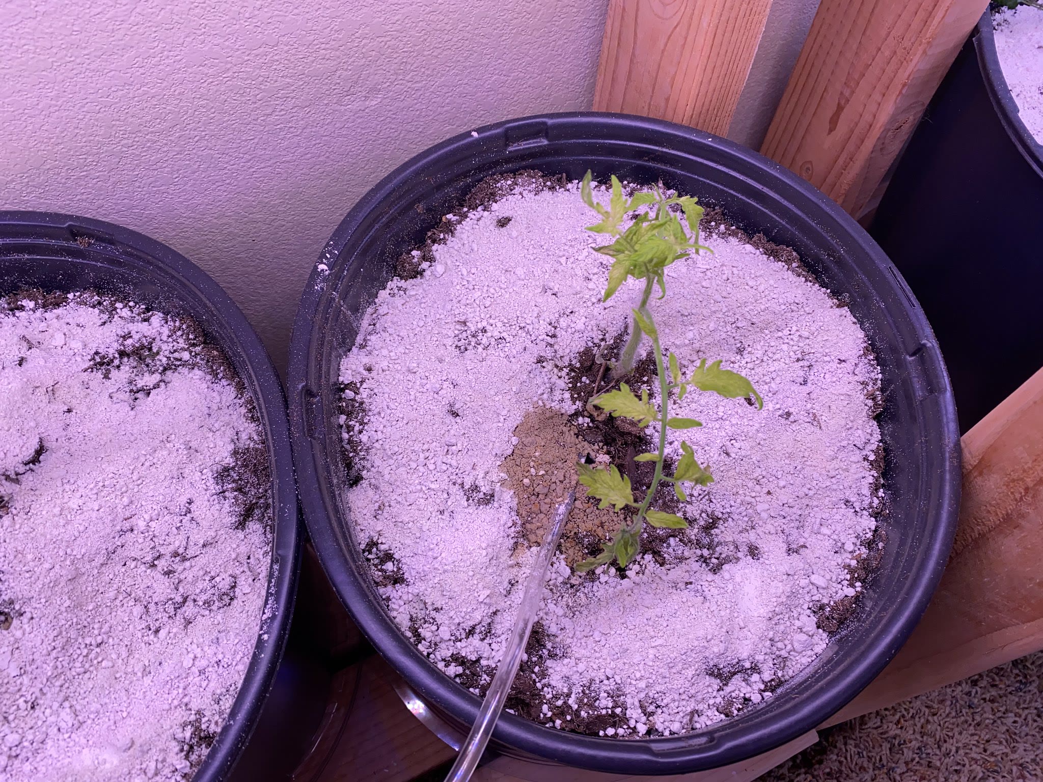 Update #14: I had noticed some signs of bugs chewing on both the eggplant and tomatoes, right before I put the DE down on ev…