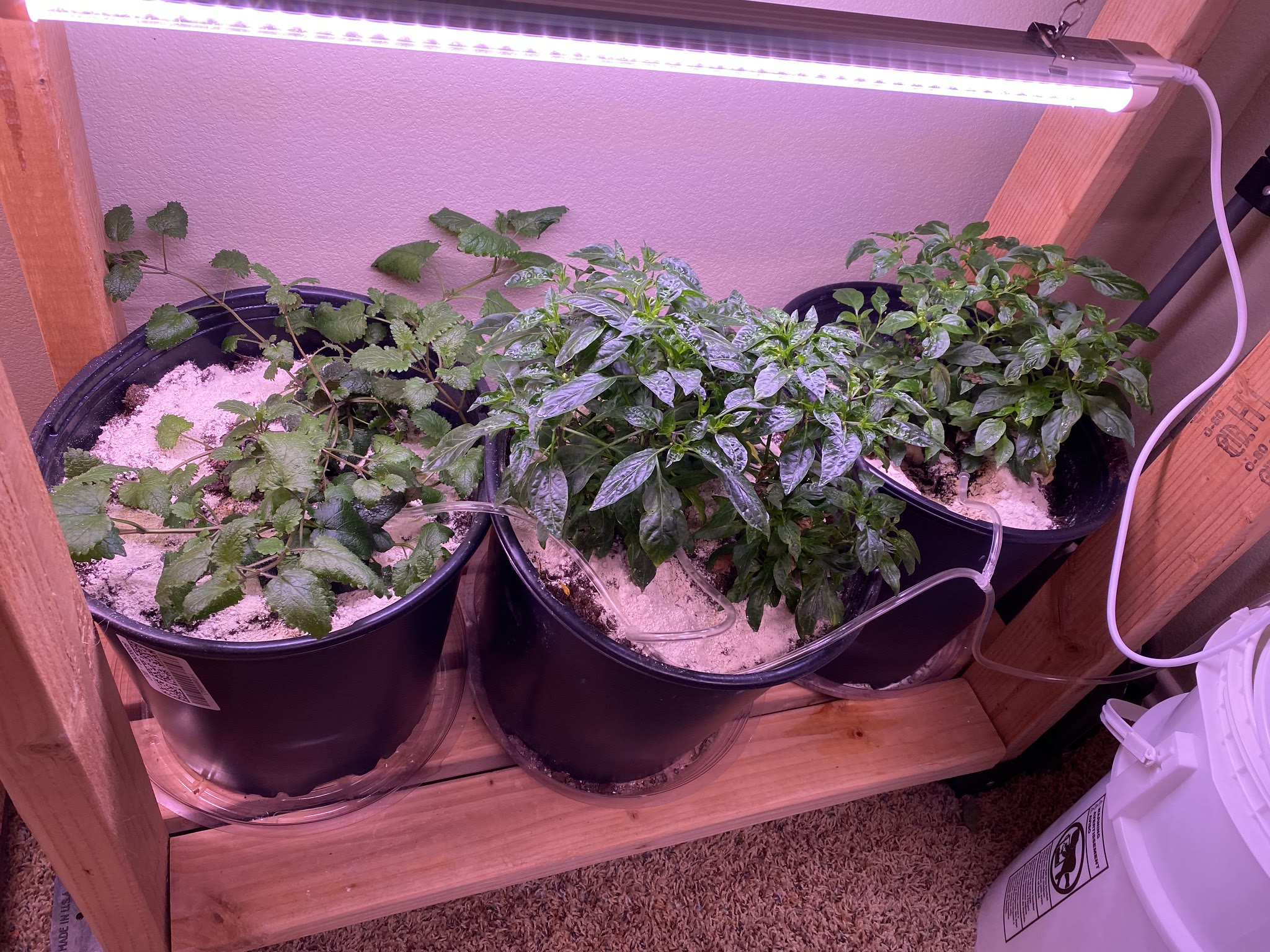 Update #17: Still fighting a little bit of a bug problem in the containers, which has spread a little bit to the Farms. I've…